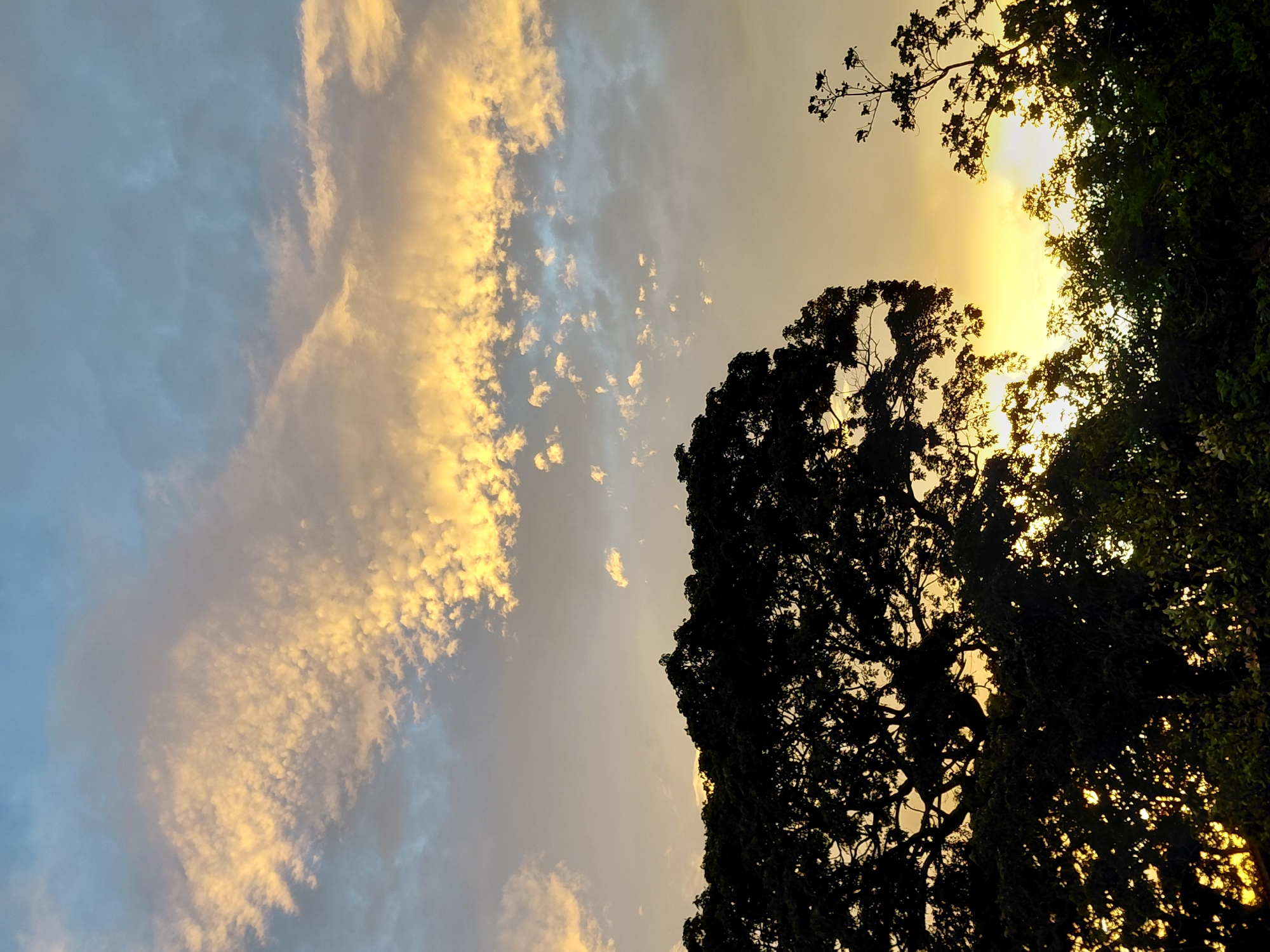 The image depicts a sunset scene in Santa Ana, Venezuela. Silhouetted against the warm hues of the sky are the dense, dark canopies of trees. The sky is a canvas of soft oranges, yellows, and blues, with scattered clouds catching the fading sunlight. The foliage of the trees creates a textured, organic border across the lower portion of the frame, with the prominent silhouette of a large, mature tree dominating the left side. The overall impression is one of natural beauty and the quiet transition from day to night.