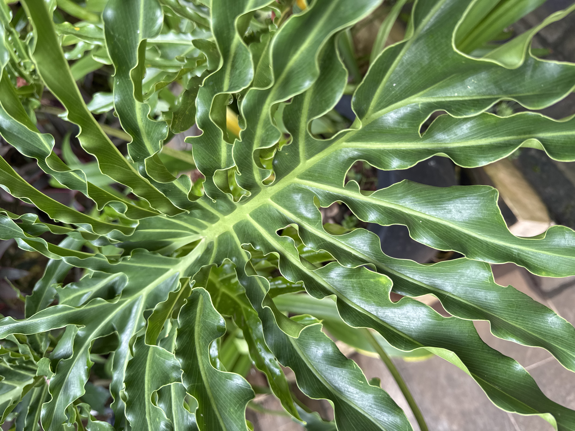 The image shows a close-up view of a philodendron 'Lickety Split' plant, a tropical plant known for its deeply lobed and ruffled leaves. The leaves are a vibrant green color with a glossy sheen. The veins of the leaves are visible and prominent. The plant appears to be located outdoors, potentially in a garden or planter, given the presence of other greenery and a glimpse of a concrete surface. The environment suggests a humid climate, characteristic of Kuta Selatan, Indonesia, where this photo was taken.