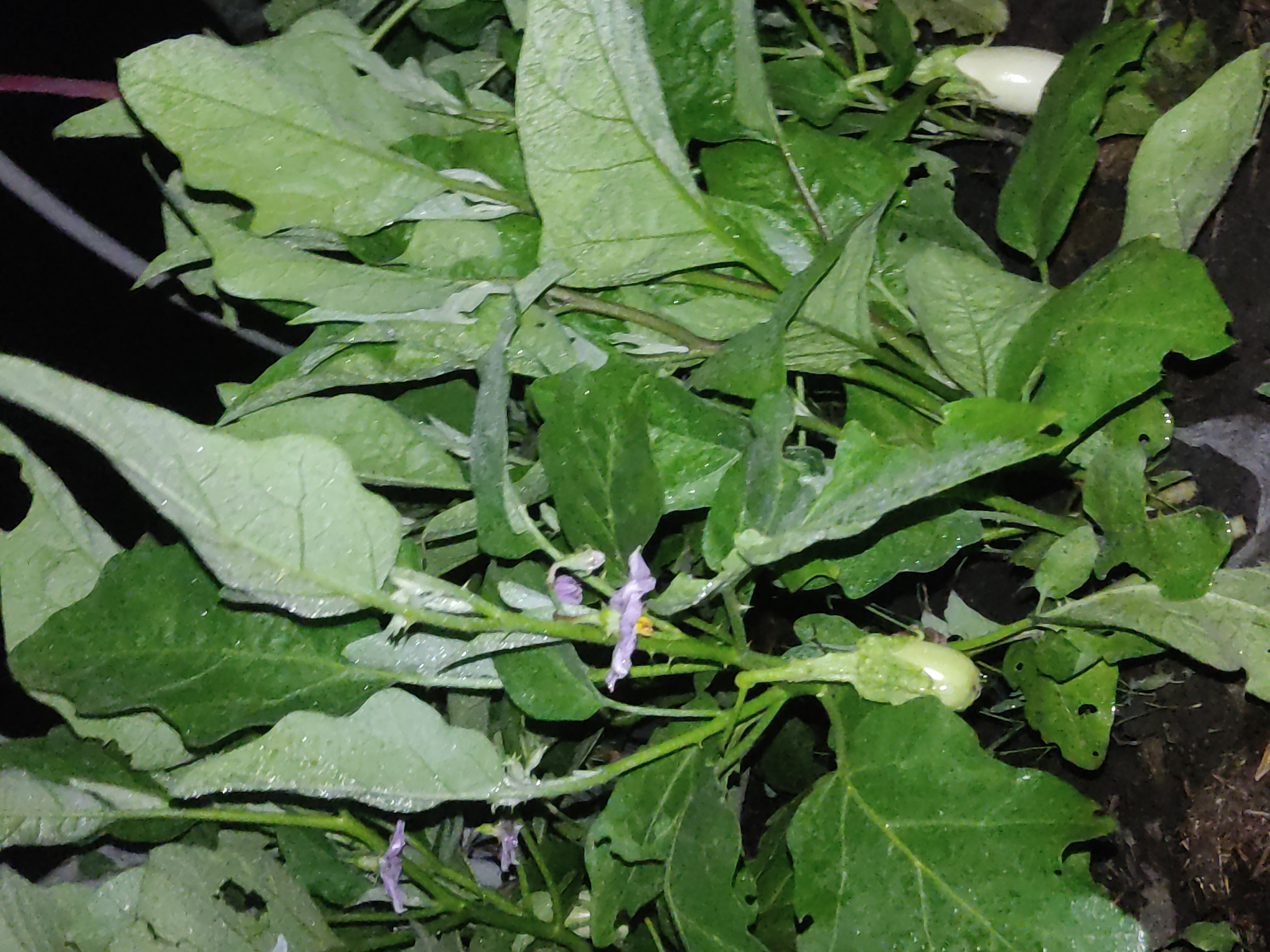 A cluster of young eggplant plants is shown at close range, at ground level, in what appears to be a garden or outdoor cultivation area. The plants are lush green with large, broad leaves that are wet, suggesting recent rainfall or watering. Several small, light purple flowers are visible, attached to thin green stems. One small, pale green eggplant is developing on a central stem, and another, longer, white eggplant is visible on the right side of the frame, partially obscured by leaves. The background is dark, indicating nighttime or a heavily shaded area, with a hint of what might be plastic sheeting on the ground near the plants. The scene is located in Ridder, Kazakhstan.