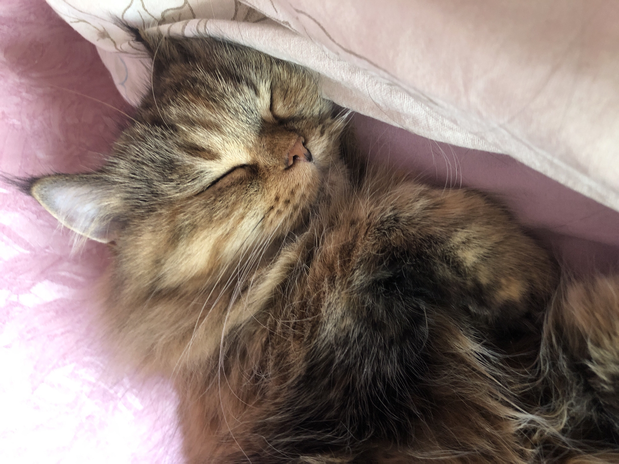 A close-up, eye-level, medium shot shows a fluffy, tortoiseshell cat sleeping peacefully on a pink surface. The cat is curled up, its eyes closed, with its head resting on a folded light pink fabric. Its fur is a mix of brown, black, and tan with white whiskers. The background is blurred, with hints of pink fabric and white fabric with a subtle pattern. The lighting is soft and natural. The scene evokes a sense of warmth and tranquility.