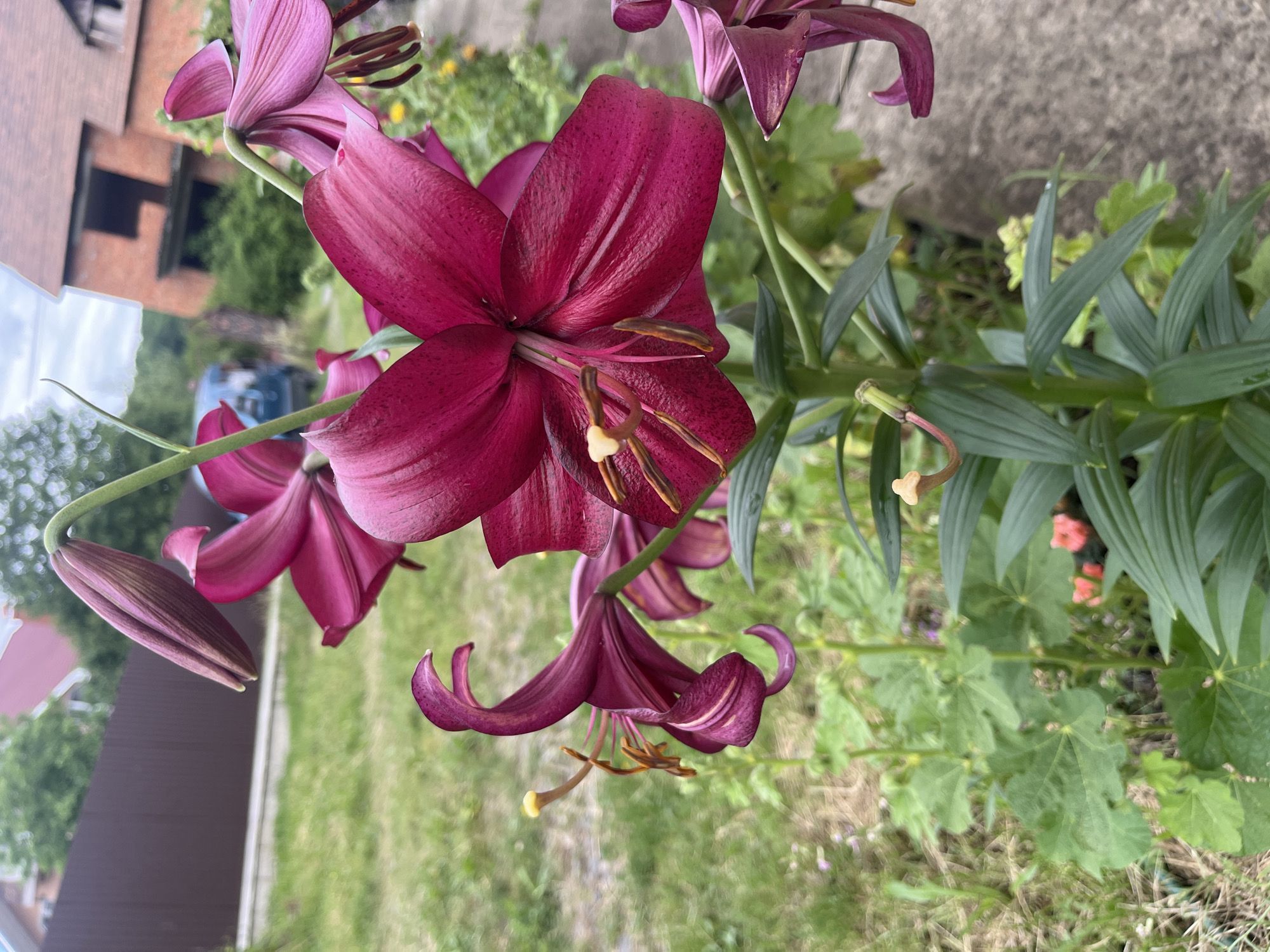 In Onokivtsi, Ukraine, a close-up, eye-level shot captures a cluster of deep pink lilies with dark brown stamens. The flowers are in bloom and unfurling, with some buds still closed. The foreground is dominated by the vibrant lilies and their lush green foliage. In the background, a brown wooden fence borders a grassy area. Beyond the fence, a blue vehicle is partially visible, and further in the distance, a red brick house with exposed framing stands under a cloudy sky. The scene is outdoors, suggesting a residential yard or garden setting.