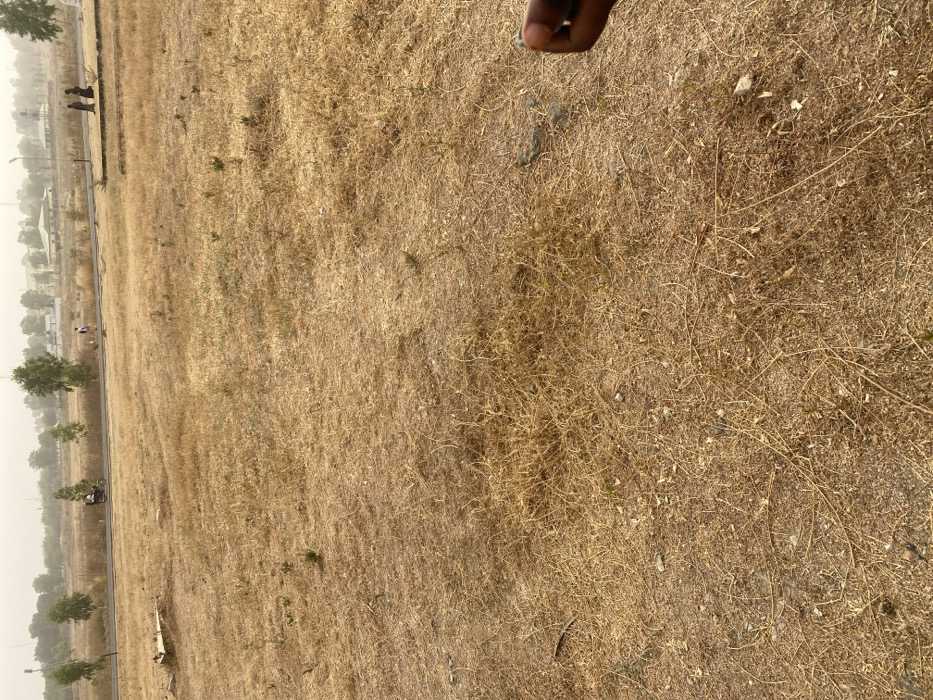 A landscape shows a vast expanse of dry, brown grassland. A few trees border the field on one side, with a road and buildings visible further away in a hazy distance. The ground is covered with dry grass, twigs, and small rocks. A fingertip from a person's hand is at the top of the image.
