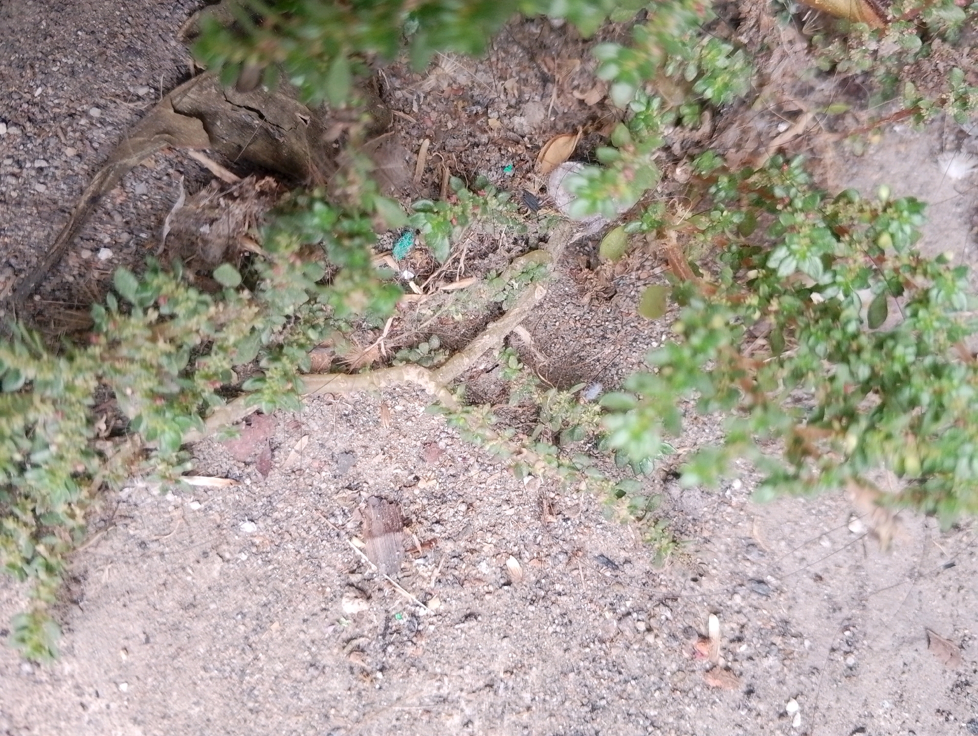 The image shows a close-up view of the ground in Kendalrejo, Indonesia, with a focus on the area beneath a dense, leafy plant. The ground is a mixture of sand, small pebbles, and dirt, with scattered debris including dried leaves, twigs, and what appears to be small pieces of blue plastic. A thick, gnarled root or branch of the plant snakes across the ground from the lower left towards the center. The plant itself has small green leaves and some reddish-brown stems. The lighting suggests it is daytime, possibly overcast, as there are no strong shadows. The overall scene is one of a natural, somewhat untidy ground cover in an outdoor urban or semi-urban environment.