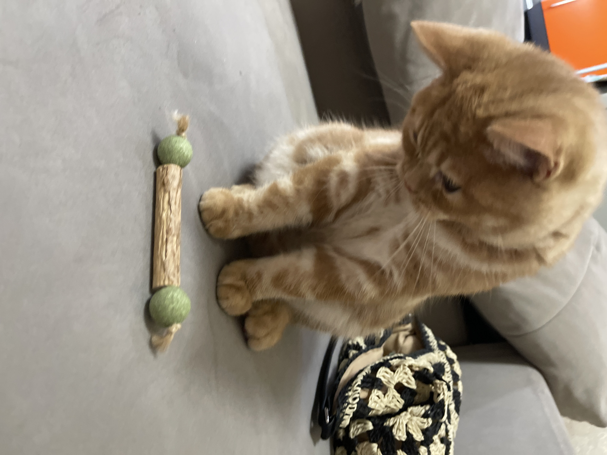 An orange tabby cat is sitting on a gray couch, looking down at a wooden toy with green ends. The cat is in the foreground, and the couch extends into the background. To the right of the cat, there is a black and tan crocheted bag. The background is slightly out of focus, but appears to be an indoor setting, possibly a living room. There is no information available about the location in the city of Kommunarka, Russia.