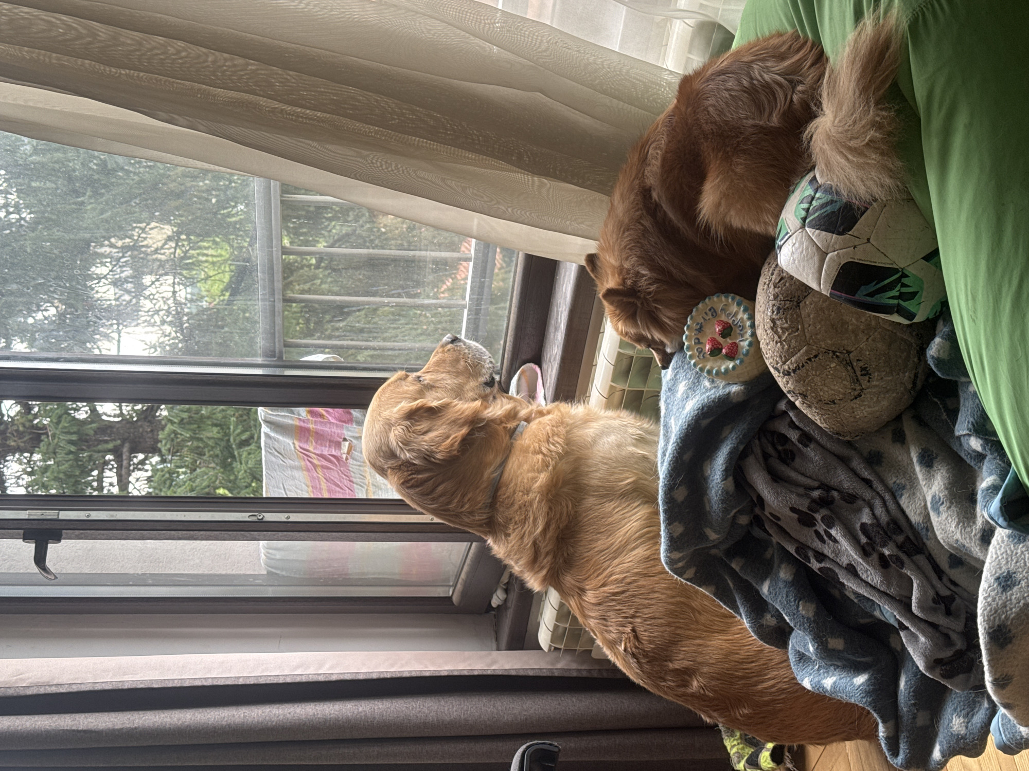 This rotated image captures an indoor scene, likely in Sofia, Bulgaria, featuring two golden retrievers next to a window during daytime. Light, semi-sheer curtains hang at the top of the window, diffusing natural light into the room.
One golden retriever, with lighter-colored fur, is positioned on the left side of the frame, standing on its hind legs to look out the window. Its head is slightly raised, observing the dense green foliage of trees visible outside.
To the right, another golden retriever with slightly darker, reddish-brown fur is partially visible. It appears to be resting amidst a pile of dog toys and a blue blanket patterned with white and black paw prints. Among the toys are two footballs: one white with black and green accents, and another textured, light brown football. Faint text "ALL CONDITIONS WEATHER" might be visible on one of the footballs. Also present is a small, round, light blue toy with a white top and three red dots, resembling a miniature cake with strawberries. The dog's fluffy tail is visible near the toys.
The scene suggests a quiet, observant moment for the dog looking out the window, while the other dog rests comfortably surrounded by its playthings.