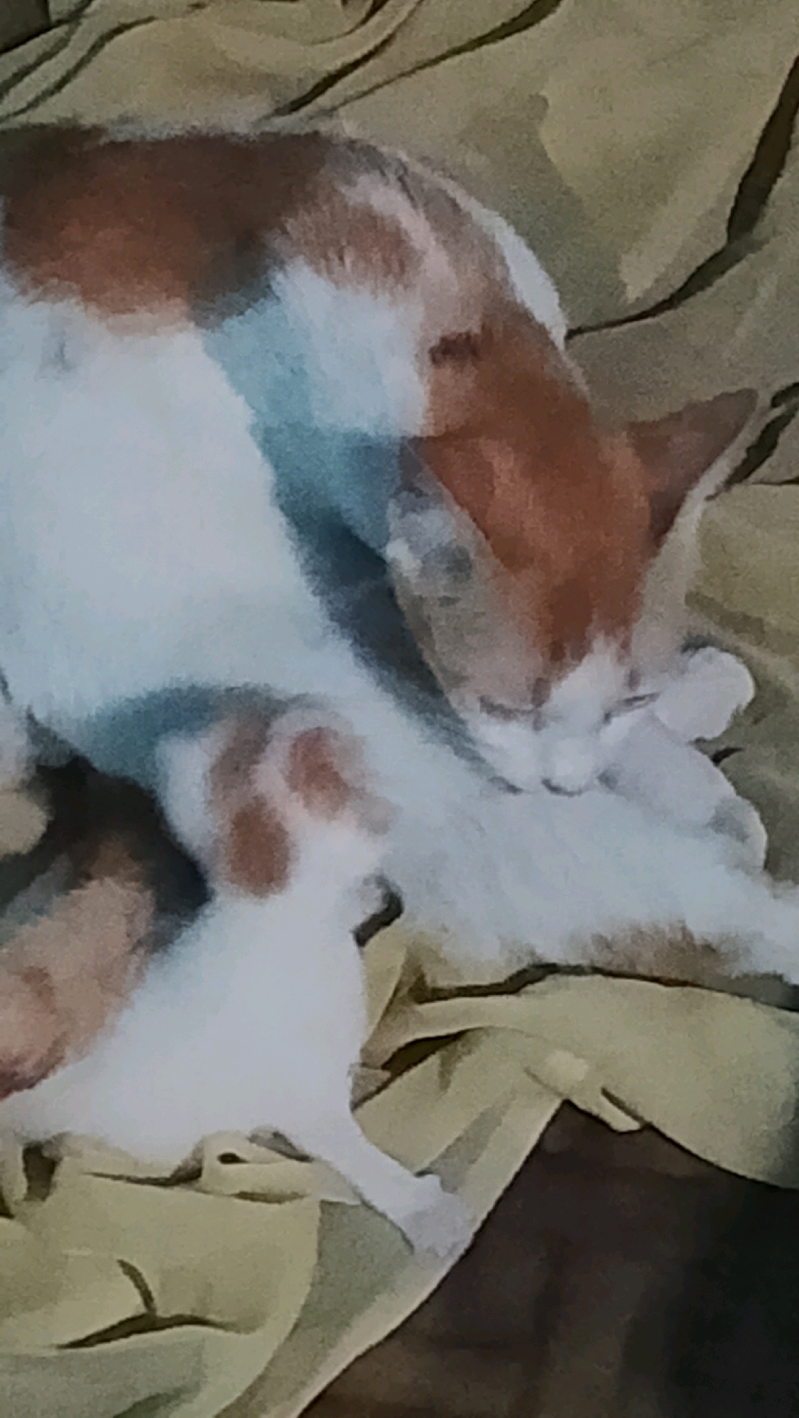 This is a close-up, blurry photograph of a mother cat and her kitten. The cats have white and orange fur. The mother cat is lying down on a creased, light-colored fabric, possibly a blanket or bedsheet. Her head is lowered, and she appears to be nursing the kitten, which is nestled against her. The kitten is mostly white with some orange markings. The background is out of focus and appears to be a continuation of the fabric the cats are lying on. The image is taken from a slightly elevated perspective.
