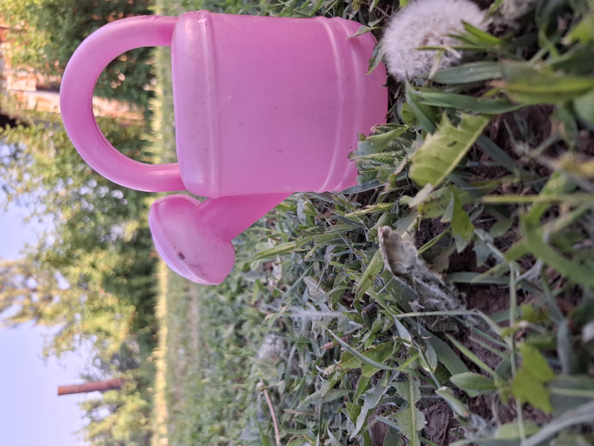 The image shows a pink plastic watering can lying on its side in grass. A dandelion with a fluffy seed head is near the watering can. The background is blurry but includes trees, a fence post, and a blue sky. The location is Амзя, Russia.