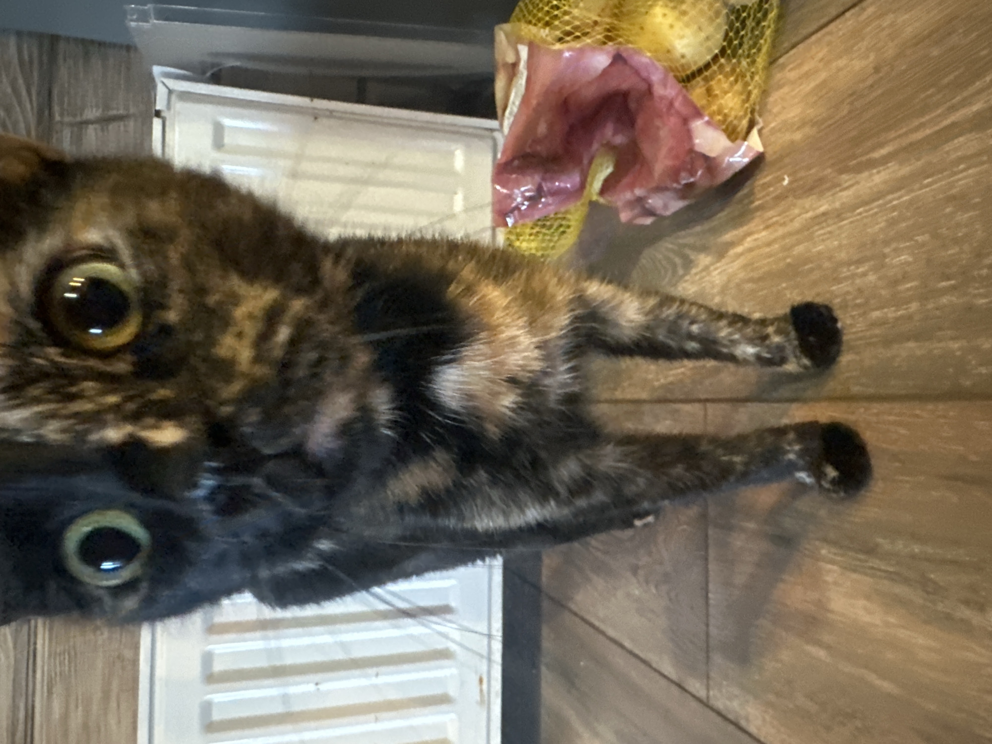 A tortoiseshell cat with large, light-colored eyes is standing on a wooden floor in front of a white radiator. To the right of the cat, there is a mesh bag containing some pinkish items, possibly food. The background is blurred, but suggests an indoor setting. No people are visible in the image, and no specific location within the city of Virki, Russia, can be identified. The image is a close-up shot, focusing primarily on the cat.