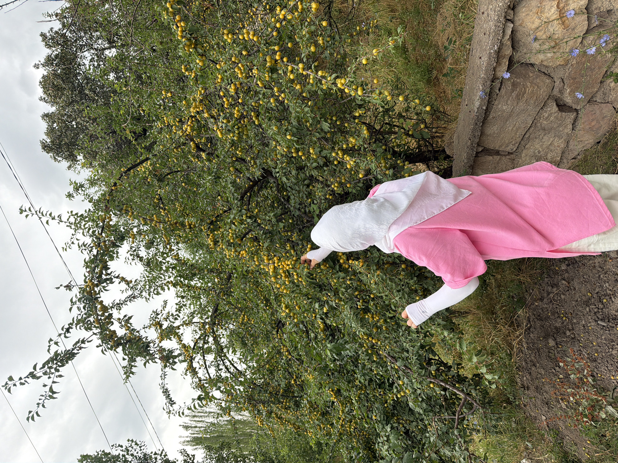 A person wearing a pink shirt and white headscarf is harvesting yellow fruits from a tree in Khumsan, Uzbekistan. The tree is laden with ripe fruit, and the person's hands are reaching into the branches to pick them. In the background, there are more trees and some power lines. The ground is covered in soil and some fallen fruit. A stone wall is visible to the right of the person, with some small blue flowers growing near it. The sky is overcast.
