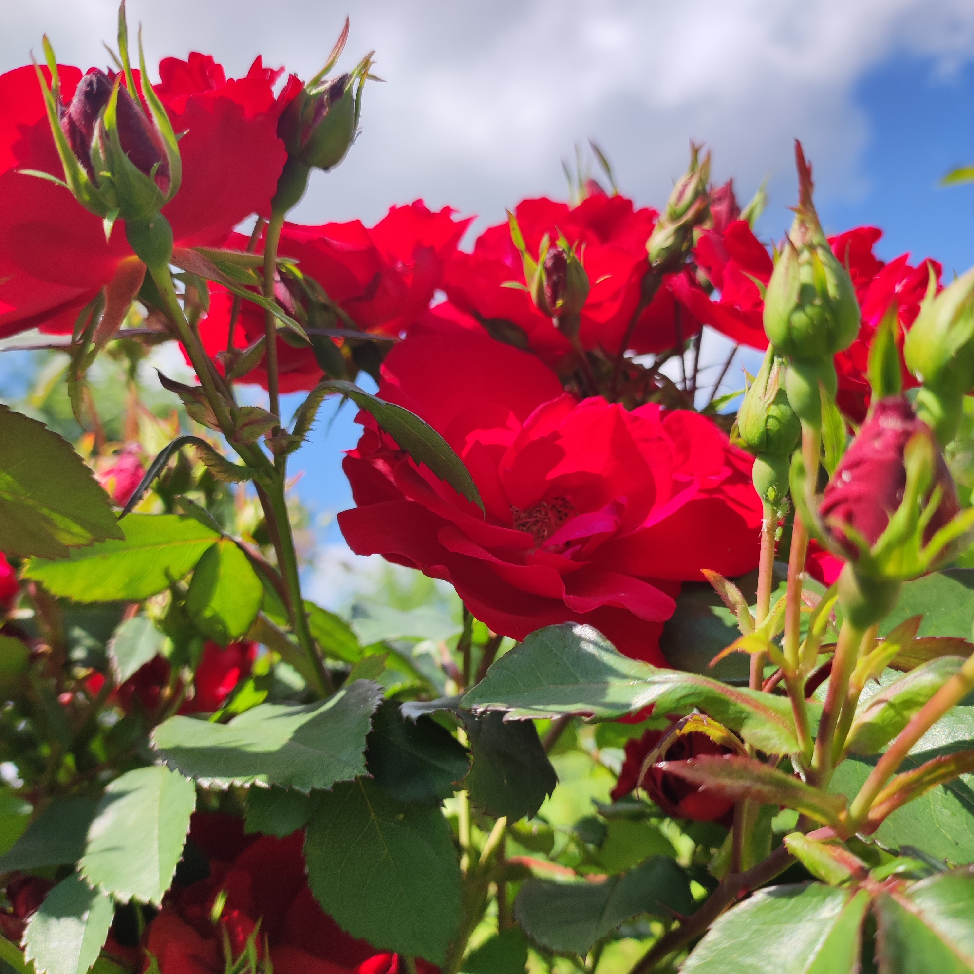 The image is a close-up, low-angle shot of red roses and rosebuds in a garden, with a blue sky and white clouds visible in the background. The roses are the primary subject, with several red blooms and green buds prominently featured. The leaves are a vibrant green, and the stems are covered in small thorns. The lighting suggests it is daytime, likely sunny. There are no people or animals visible in the image. The setting appears to be a natural environment, possibly a park or a private garden. There is no specific information in the image to indicate its location in Navoloki, Russia.