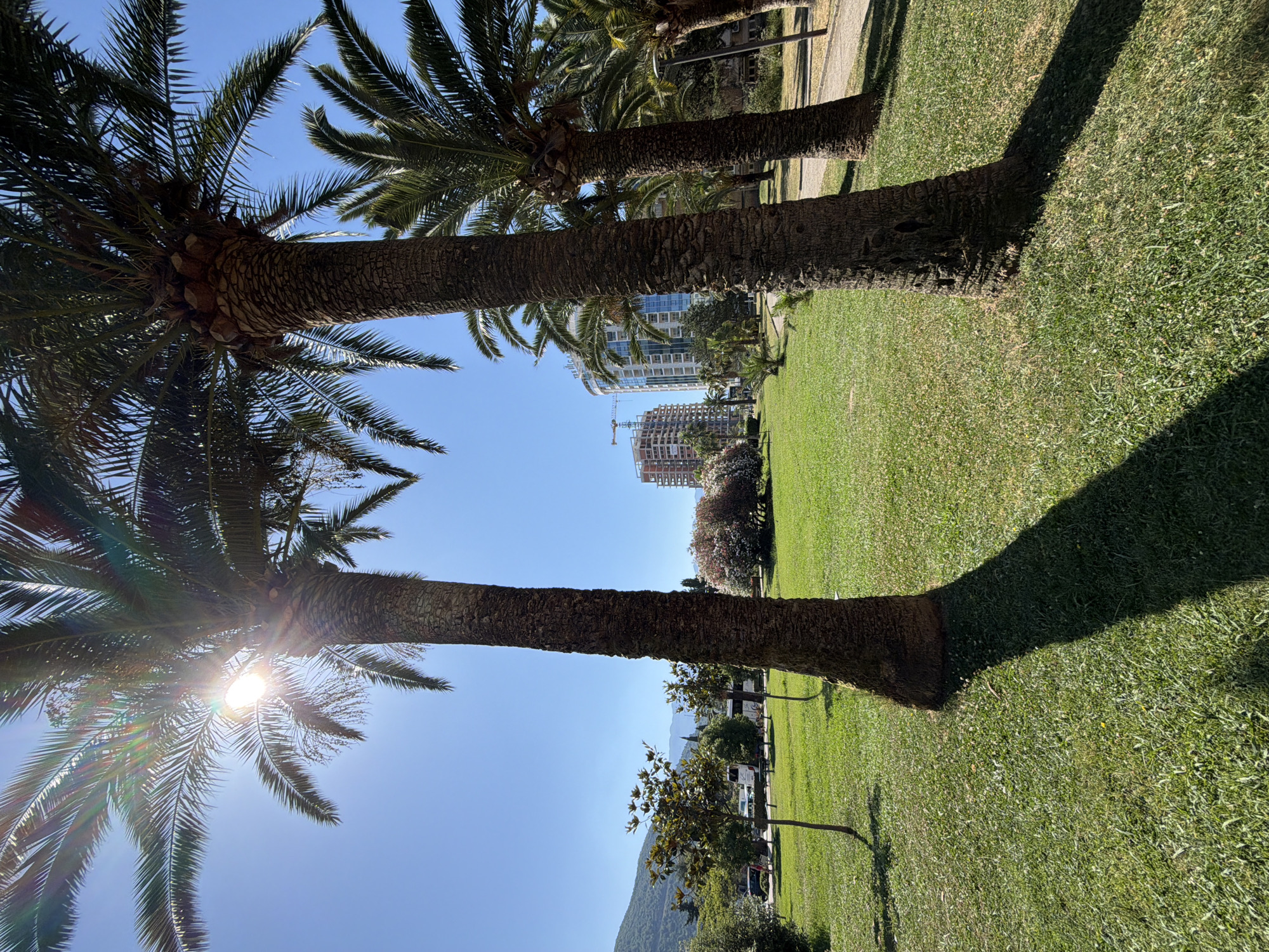 The image depicts a sun-drenched park with several prominent palm trees in the foreground, their rough, textured trunks creating strong vertical lines. The fronds of the palm trees are lush and green, casting dappled shadows on the neatly manicured lawn. The sun is bright, creating lens flares as it shines through the palm leaves, suggesting it is midday.
In the background, modern buildings are under construction, with cranes visible, indicating ongoing development. Beyond the construction, a clear blue sky stretches across the scene. The presence of mountains in the distance, partially obscured by trees and buildings, provides context for the mountainous coastal region. A pathway can be seen winding through the park, and a few vehicles are parked along it. The overall impression is one of a bright, sunny day in a developed, possibly resort-like area, characterized by palm trees and new construction.