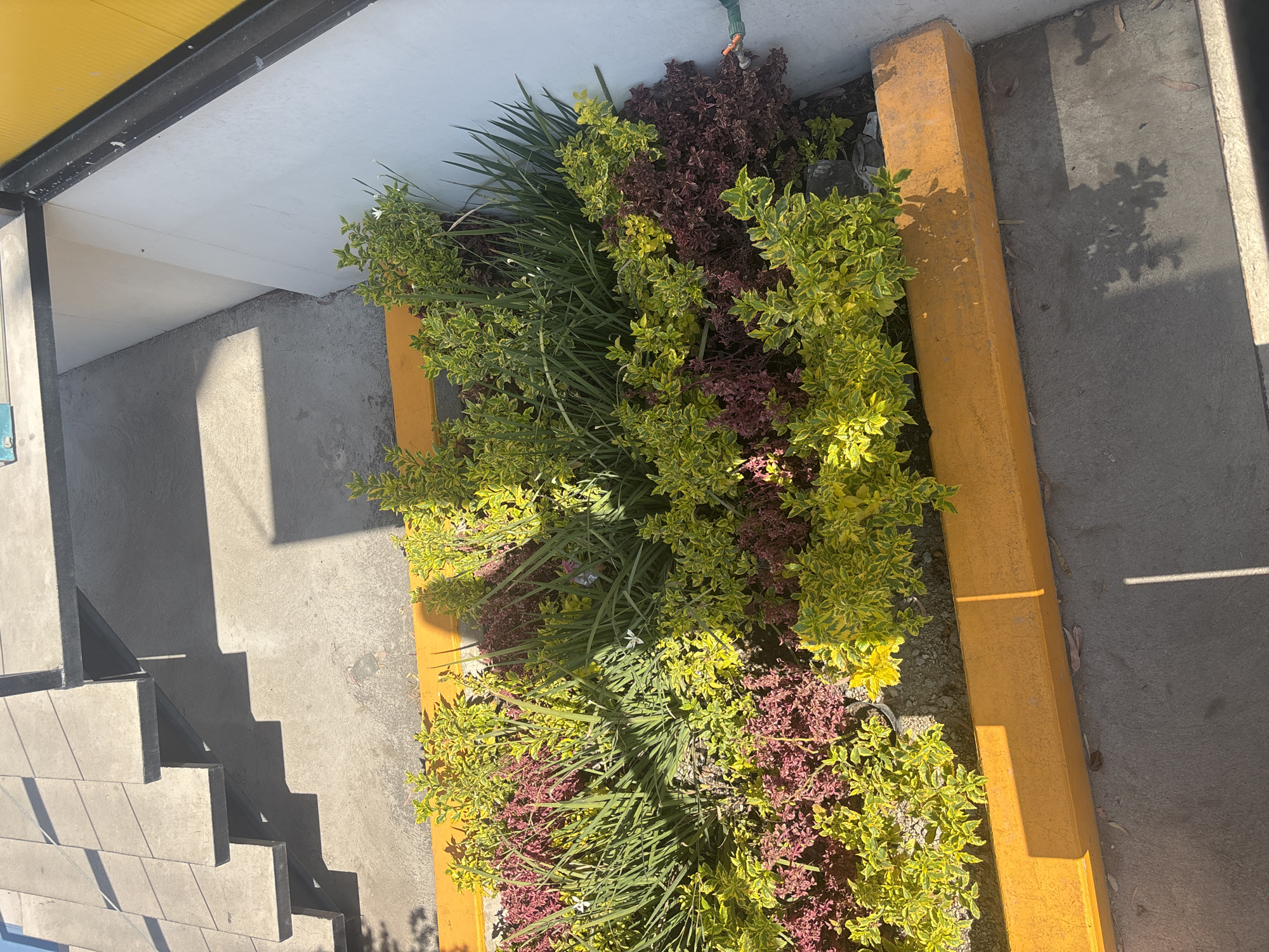This image captures an outdoor scene, likely a building entrance or walkway, featuring a vibrant planter bed under bright sunlight. The planter, bordered by a distinct yellow curb, is filled with a variety of lush plants. Dominating the bed are bushes with variegated yellow-green leaves and clusters of dark red or burgundy foliage plants. Interspersed among these are tall, thin green grassy plants, with at least one small white flower visible within the green leaves.
To the left of the planter, a set of gray concrete stairs with black metal risers descends. The ground surface around the planter and stairs is made of gray concrete pavement. A sharp yellow curb or barrier runs along the right side of the planter, separating it from more concrete pavement.
Above the planter, a white wall is visible, with a black metal support structure and a portion of a yellow corrugated roof or canopy extending overhead. Shadows are prominent and sharp across the concrete ground and stairs, indicating a clear, sunny day, likely during the late morning or early afternoon. A water spigot with a green hose attachment is visible near the top of the planter bed against the white wall. There are no people visible, and no discernible text. The scene depicts a well-maintained outdoor area in Buenavista, Mexico.