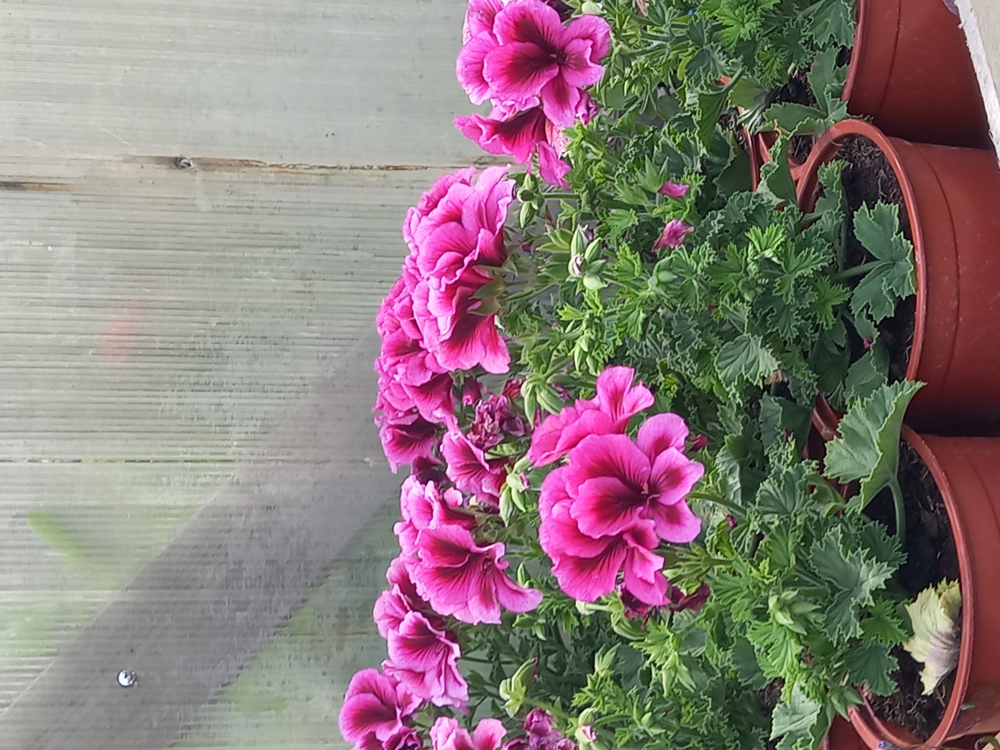 A close-up, low-angle shot captures a cluster of potted pink geraniums against a backdrop of corrugated translucent material, likely a greenhouse wall. The flowers, with their deep magenta centers and ruffled petals, are in full bloom, some showing buds and wilting leaves. The pots are a reddish-brown plastic. The environment suggests a controlled outdoor space.