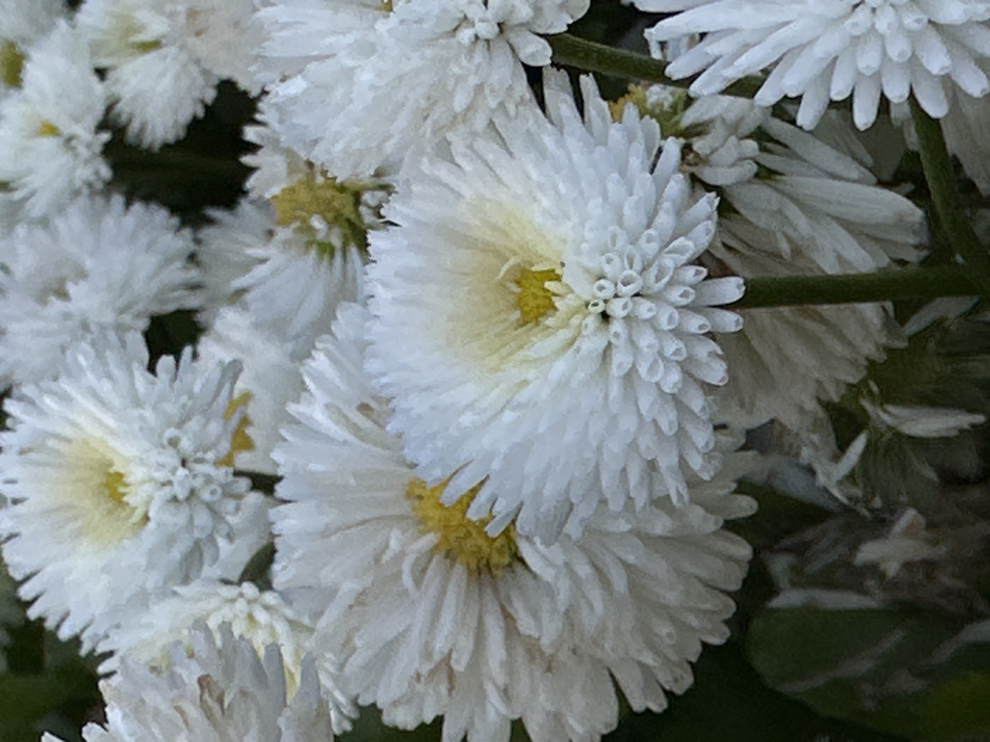 A close-up image shows a cluster of white daisy-like flowers with yellow centers. The flowers are densely packed, creating a blurred effect in the background. The lighting suggests an outdoor setting, with the sunlight illuminating the white petals. The image focuses on the texture and intricate detail of the flower petals. The location is not ascertainable from the image.