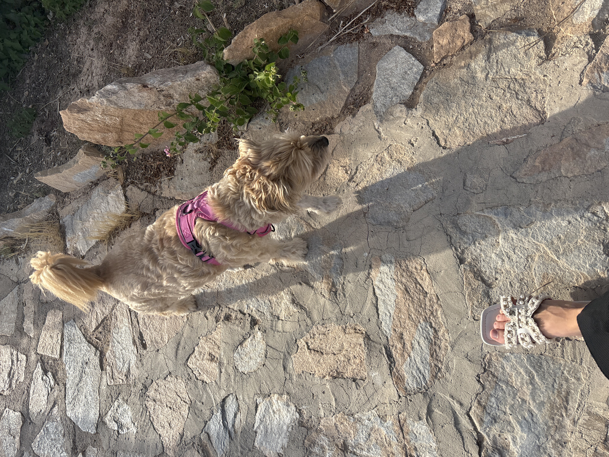 A small, light-colored dog with a fluffy tail, wearing a pink harness, walks on a stone pathway. The dog is partially obscured by its own shadow, cast by the sun. To the left, a person's foot wearing a white sandal adorned with pearls and decorative elements is visible in the foreground. The pathway is made of irregular, flat stones of varying sizes and colors, including grey, beige, and brown. To the right of the dog, there are large, rough-hewn rocks and some green foliage with small berries. The background is out of focus but suggests a natural, outdoor environment. The lighting indicates it is daytime, with the sun casting strong shadows. The image appears to be taken from a slightly elevated, downward angle. The location is the city of Orihuela, Spain.