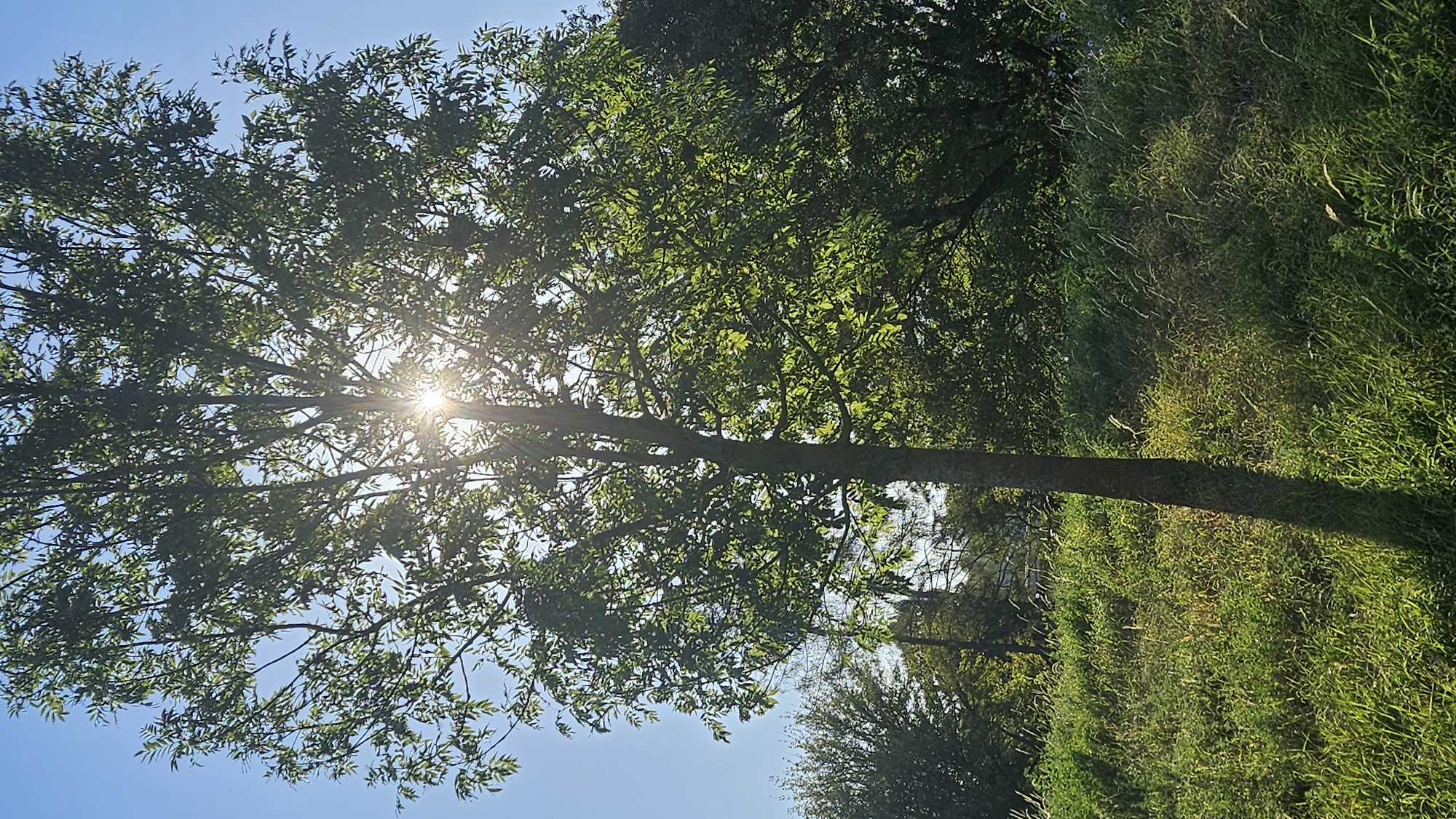 The image depicts a sunlit scene dominated by a tall tree with lush green foliage. The sun is partially obscured by the tree's branches and leaves, creating a sunburst effect. The tree trunk, dark and textured, casts a distinct shadow across a grassy field in the foreground. The field is covered in green and yellowing grass, with some taller stalks of vegetation. In the background, a dense line of trees and foliage creates a natural boundary, with a clear blue sky above. The setting appears to be an outdoor, possibly rural or park-like area. There are no people or animals visible in the image.
