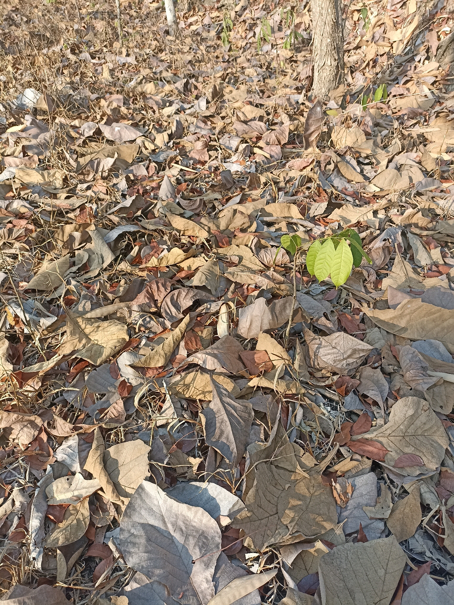 The image depicts a forest floor covered with dry leaves, with a small sapling with three green leaves emerging from the center. A tree trunk is visible to the right of the sapling. The scene is likely located in Widoro, Indonesia, given the context of the request, and represents a natural outdoor environment. There are no people or any signs of human activity visible in the image. The lighting suggests it is daytime, with sunlight casting shadows on the leaves.