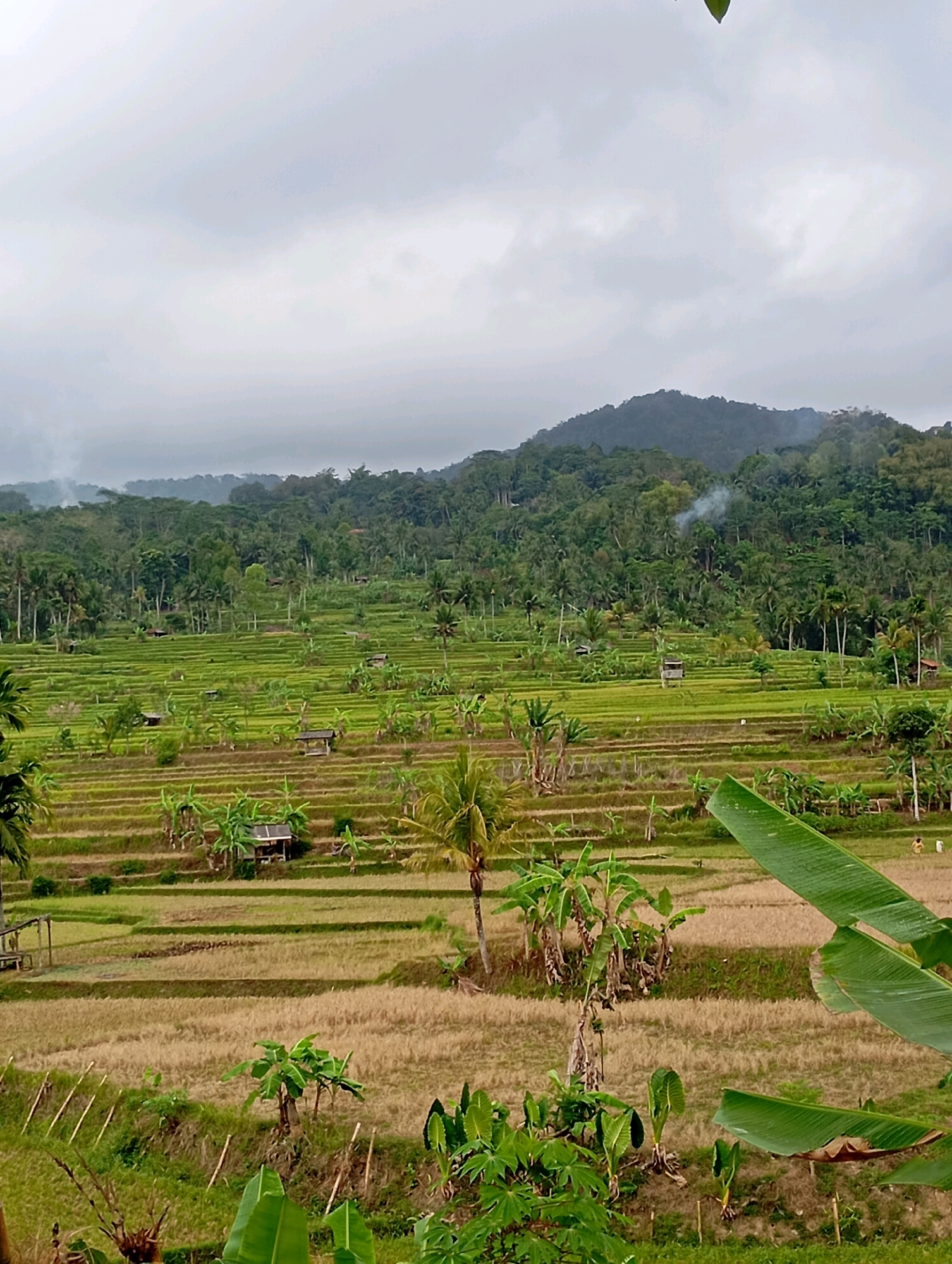 This is a medium shot, eye-level, vertical photograph of a terraced rice paddy landscape in Muncang, Indonesia. The sky is overcast with clouds, and a smoky haze is visible in the distance. In the foreground, large green banana leaves are prominent. The middle ground features extensive rice terraces, some with green crops and others with dry, harvested stalks. Small wooden huts are scattered throughout the terraces. The background is a dense, green hillside covered in trees, with a mountain peak obscured by mist.