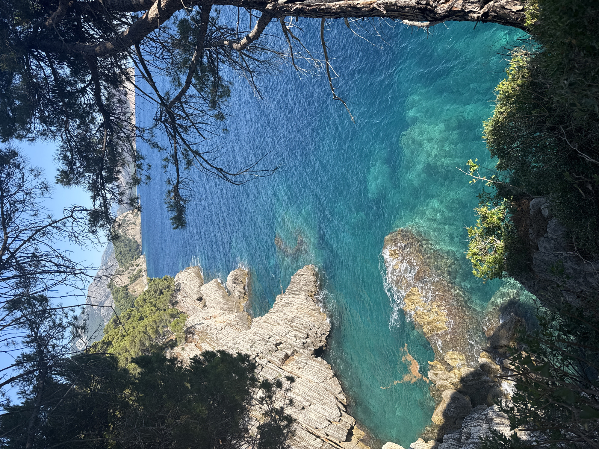 This is an aerial, high-angle shot of a coastal scene in Petrovac na Moru, Montenegro. The foreground is dominated by the branches of a pine tree, casting shadows on the scene below. The middle ground reveals a dramatic rocky coastline with layered rock formations. The sea is a vibrant turquoise, transitioning to a deep blue in the distance, with clear visibility of submerged rocks and the seafloor in shallower areas. The background features lush green hills and mountains under a clear blue sky. There are no people visible in the image.