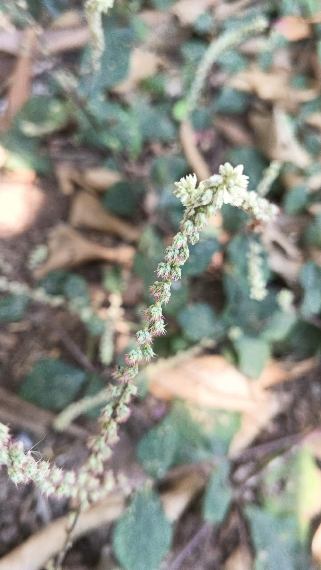 A vertical, close-up shot focuses on a trailing plant stem adorned with small, light green blossoms that have pink tips. The stem, which curves gently from the upper right to the lower left of the frame, is covered in these delicate flowers arranged in clusters. The background is blurred, revealing a mix of green foliage, brown leaves, and muted earthy tones, suggesting an outdoor environment with ground cover. The lighting appears to be natural, casting soft shadows and highlighting the textures of the plant. The overall impression is one of natural beauty and organic growth.