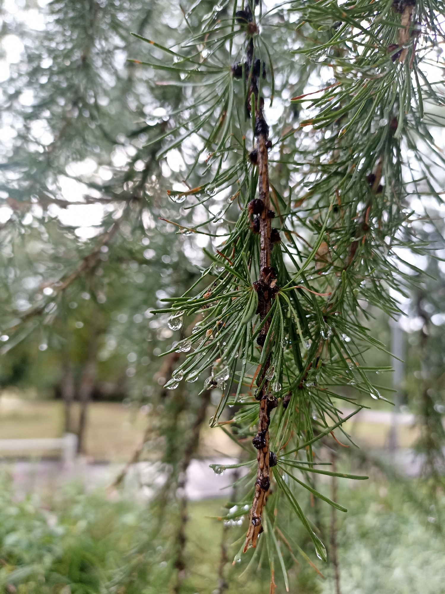 A close-up, vertical, medium shot captures a pine branch with numerous droplets of water clinging to its needles. The needles are a vibrant green, and the branch itself is a rough, brown texture with small, dark buds. In the background, the scene is blurred, suggesting an outdoor environment that could be a park or a residential area. The general impression is of a misty or rainy day, with the soft focus of the background creating a gentle, serene atmosphere. The image does not provide specific clues to identify its location in Novosibirsk, Russia.