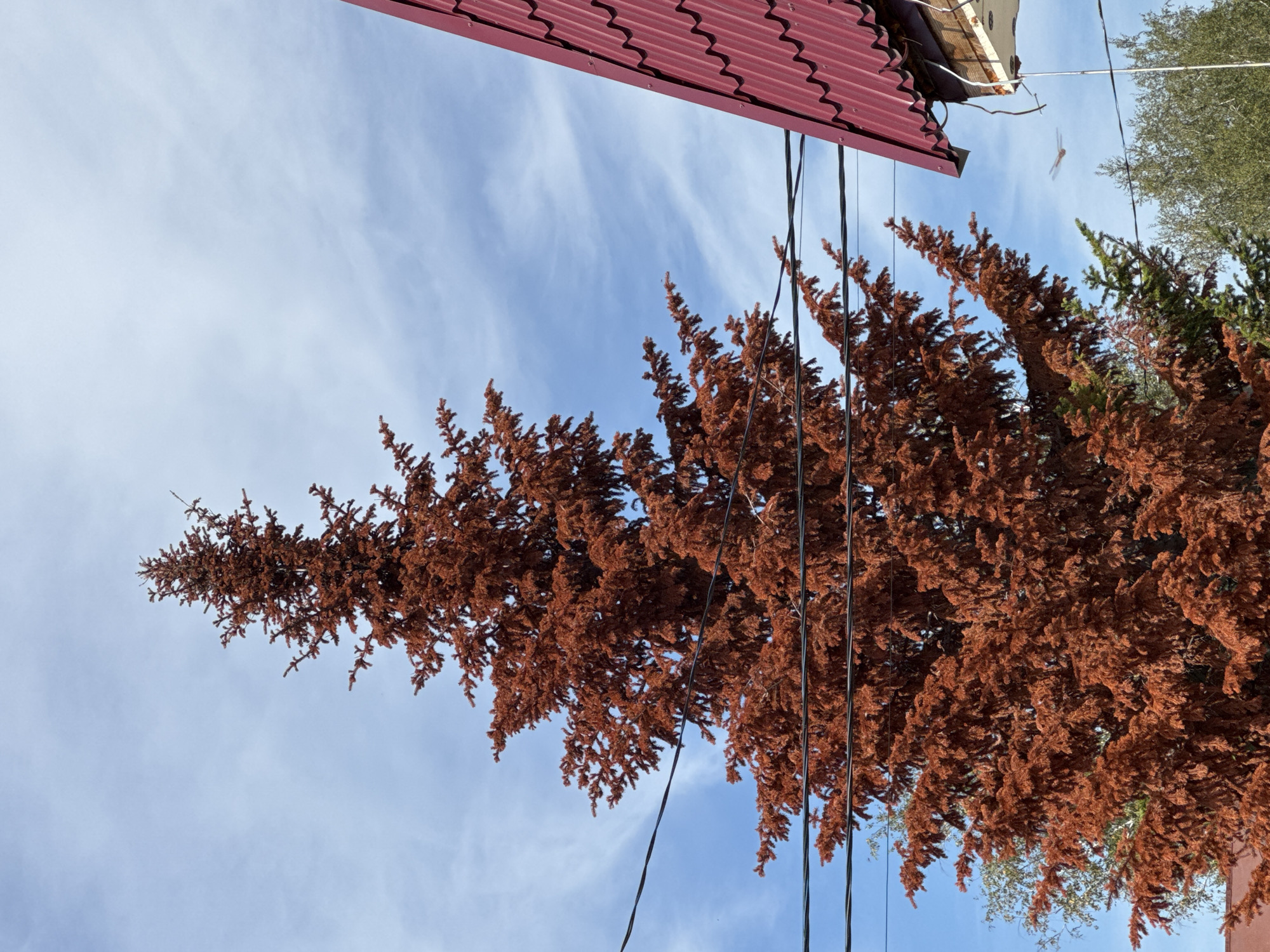A tall, reddish-brown evergreen tree dominates the center of the frame, its branches reaching towards a partly cloudy blue sky. Several black utility wires are strung horizontally across the foreground, partially obscuring the tree. To the right, a portion of a building with a red, corrugated metal roof is visible. The scene appears to be outdoors in a residential area, possibly in Novosibirsk, Russia, given the architectural style and the presence of utility lines. The overall impression is of an ordinary day with elements of nature and urban infrastructure coexisting.