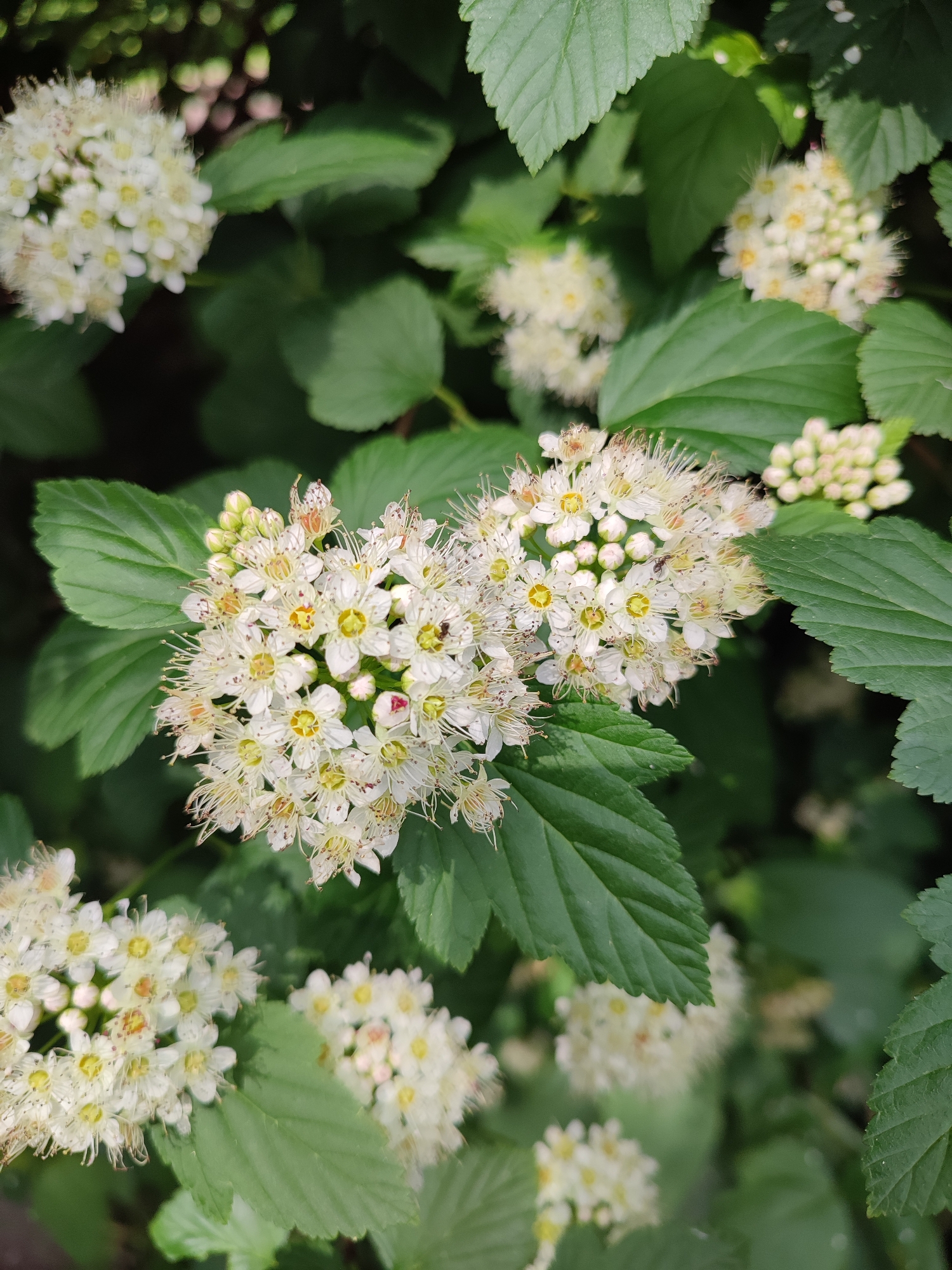 A close-up, eye-level, outdoor shot captures a cluster of white flowers with yellow centers, accented by delicate, wispy stamens, blooming on a green leafy bush. The flowers are arranged in frothy clusters, with some appearing in sharp focus, revealing intricate details, while others are softly blurred in the background. Lush, green leaves with serrated edges surround the blossoms. The lighting suggests it is daytime, likely under overcast or dappled sunlight. The scene is devoid of any human presence or activity. The location is Vsevolozhsk, Russia.