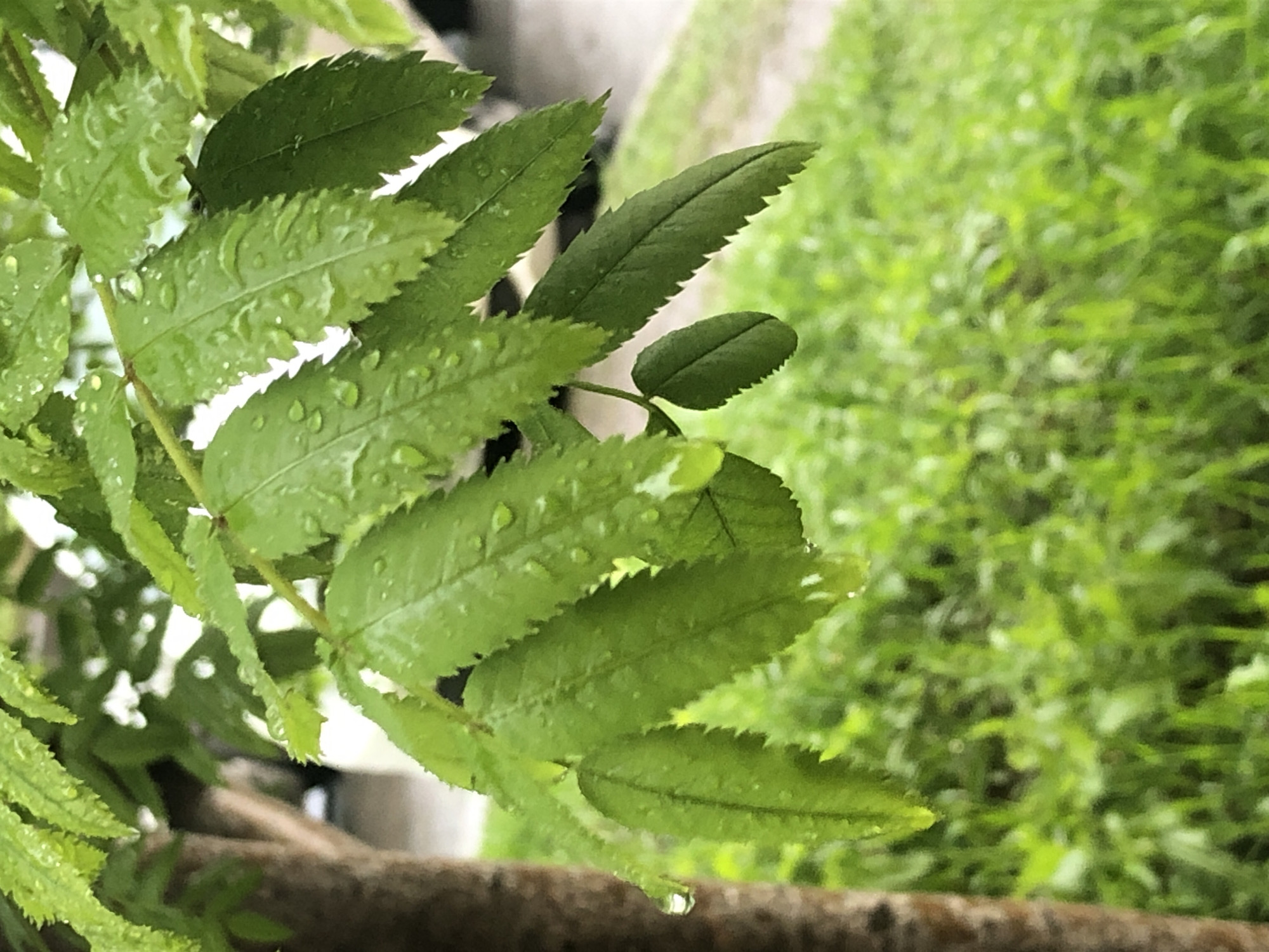 The image captures a close-up view of a plant with pinnately compound leaves. The leaves are green and serrated, with water droplets scattered across their surfaces. The background includes blurred greenery and a concrete or paved surface. The location is Unknown, Unknown.