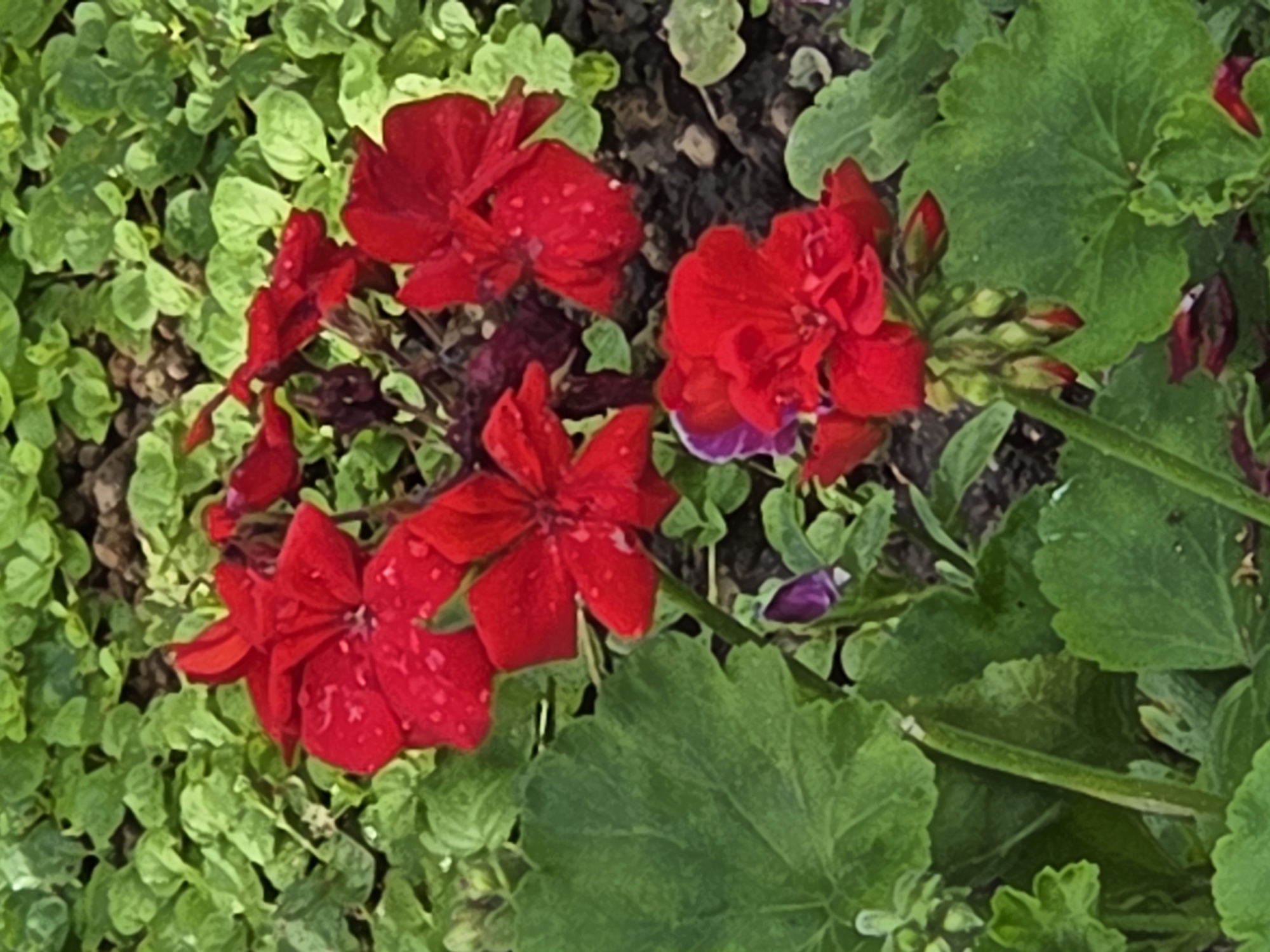 A close-up, vertical, eye-level shot captures a cluster of vibrant red geranium flowers in bloom, set against a backdrop of lush green foliage. The petals of the flowers, some showing water droplets, are delicately veined and slightly curled, with one particularly large bloom in the foreground taking center stage. The background consists of smaller, rounded green leaves that form a dense carpet, interspersed with dark soil and small pebbles. A hint of purple peeks out from beneath the red blossoms, possibly another flower or a shadow. The overall impression is of a garden setting, likely in Podolsk, Russia, showcasing the natural beauty of blooming geraniums amidst verdant greenery. There are no people or discernable actions taking place in the image.