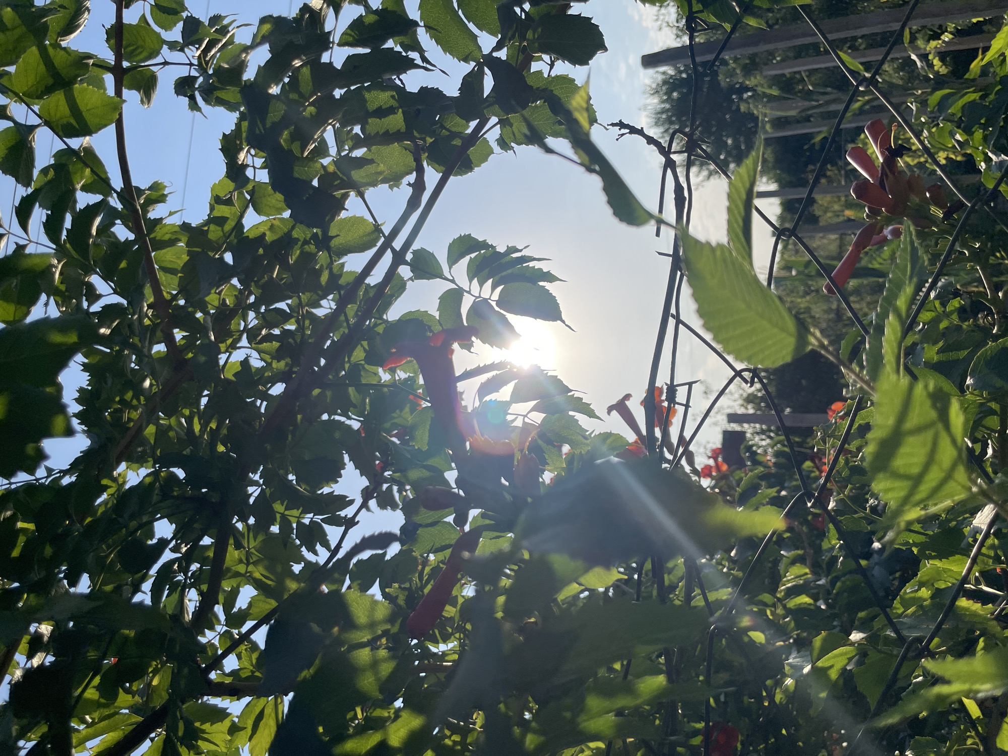 The image captures a close-up view of green foliage, likely a vine, against a bright blue sky. The sun is visible, partially obscured by the leaves, creating a lens flare effect and dappling the scene with light. Among the leaves, several trumpet-shaped orange flowers are discernible. A wire fence runs through the lower portion of the image, suggesting an outdoor setting, possibly a garden or a yard. The background shows more greenery and what appears to be wooden posts, indicating a natural or semi-natural environment within or near the city of Aktau, Kazakhstan. There are no people or animals present in the image.