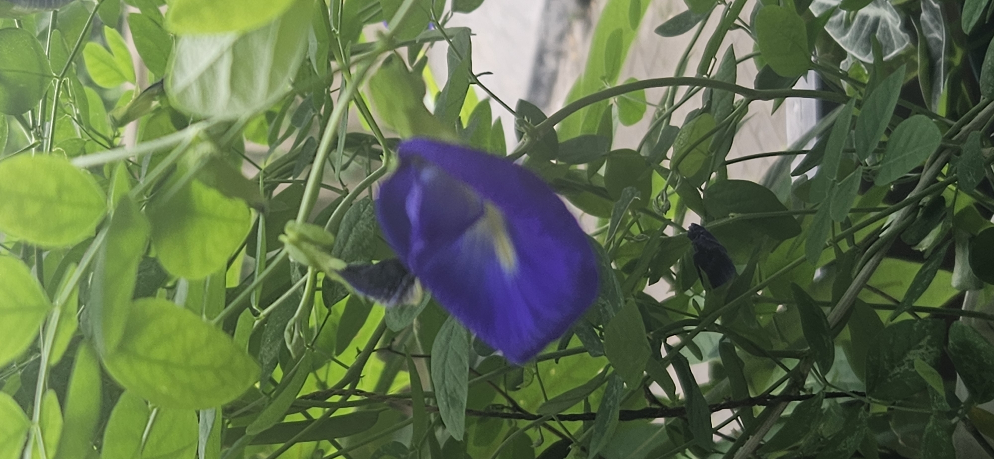 In the city of Bekasi, Indonesia, a close-up, high-angle shot captures a vibrantly purple butterfly pea flower, partially obscured by lush green foliage. The flower's petals are a deep, rich purple with a yellow accent in the center, and it appears to be in bloom. The surrounding leaves are a healthy green, with some showing lighter veining. The plant is climbing, with thin, flexible stems supporting the leaves and flowers. The background is out of focus, showing hints of other plants and a paved surface, possibly a walkway or patio, indicating an outdoor setting. The overall impression is one of natural beauty and vibrant growth within a domestic or garden environment in Bekasi.