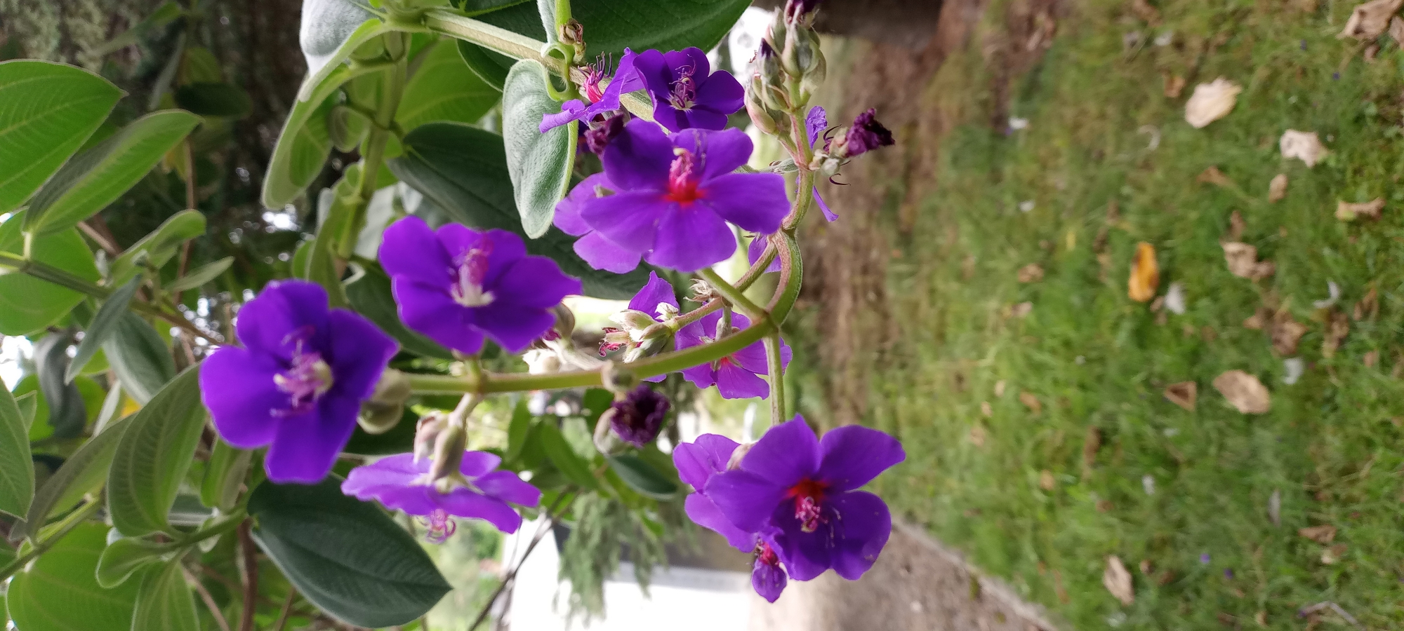 This is a close-up, vertical, outdoor photograph of several purple Tibouchina flowers in bloom, with green leaves and branches forming the background. The flowers are the main subject, with visible stamens and pistils in varying shades of pink and red at their centers. Some of the flowers are in full bloom, while others are still buds or wilting. The branches are a light green, and the leaves are a darker green with visible veins.
The background shows a blurry mix of green grass, fallen leaves, and a paved walkway or path. In the upper left quadrant, a blurry white structure, possibly a building or wall, is visible. The lighting suggests it is daytime, with diffused natural light.
This image does not depict any people, actions, or interactions. It is a still life photograph of flora.
The provided image does not contain any discernible features or context to indicate its location in Dortmund, Germany. The elements present are generic to many outdoor environments with flowering plants.