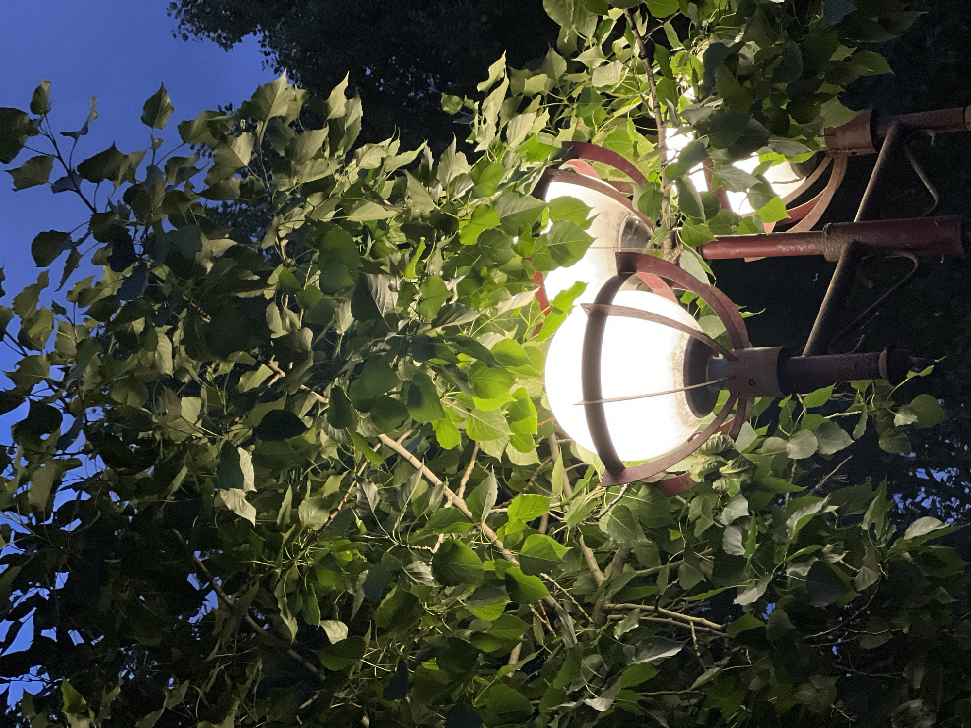 The image captures a close-up view of a street lamp with two illuminated globes, set against a backdrop of lush green leaves and a twilight sky. The lamp post is made of dark red metal, showing signs of rust and weathering, with a multi-branched structure supporting the globes. The globes themselves are a warm white, emitting a soft glow that illuminates the surrounding foliage. The leaves are vibrant green, some appearing backlit by the artificial light, while others are in shadow. The sky behind is a deep blue, indicative of early evening or late twilight. The overall impression is one of urban nature at dusk, with man-made light interacting with the natural elements. The scene is likely located in a park or along a tree-lined street in Kazan, Russia, given the context. No people or specific actions are depicted, focusing solely on the static elements of the street lamp and surrounding vegetation.