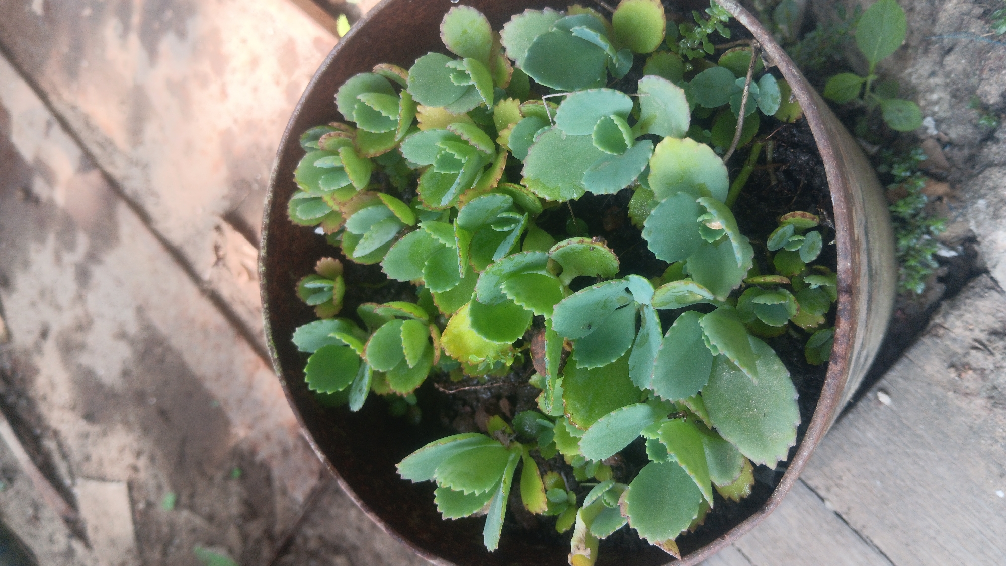 A close-up, eye-level shot shows a weathered, round metal pot filled with numerous small, green succulent plants. The plants have fleshy, oval leaves with serrated edges and a light green to blue-green color. Some of the leaves have reddish-brown edges, suggesting they might be a variety of Kalanchoe. The pot itself is rusty and appears to be partially embedded in the ground, with visible soil and a few stray green sprigs growing around its base. The background is out of focus, showing a textured surface that resembles weathered wood or a rustic pathway. The lighting is natural and diffused, creating soft shadows. The overall scene is likely an outdoor setting, possibly a garden or yard in Sungai Sipai, Indonesia, given the vegetation and the rustic aesthetic. There are no people or animals visible in the image.