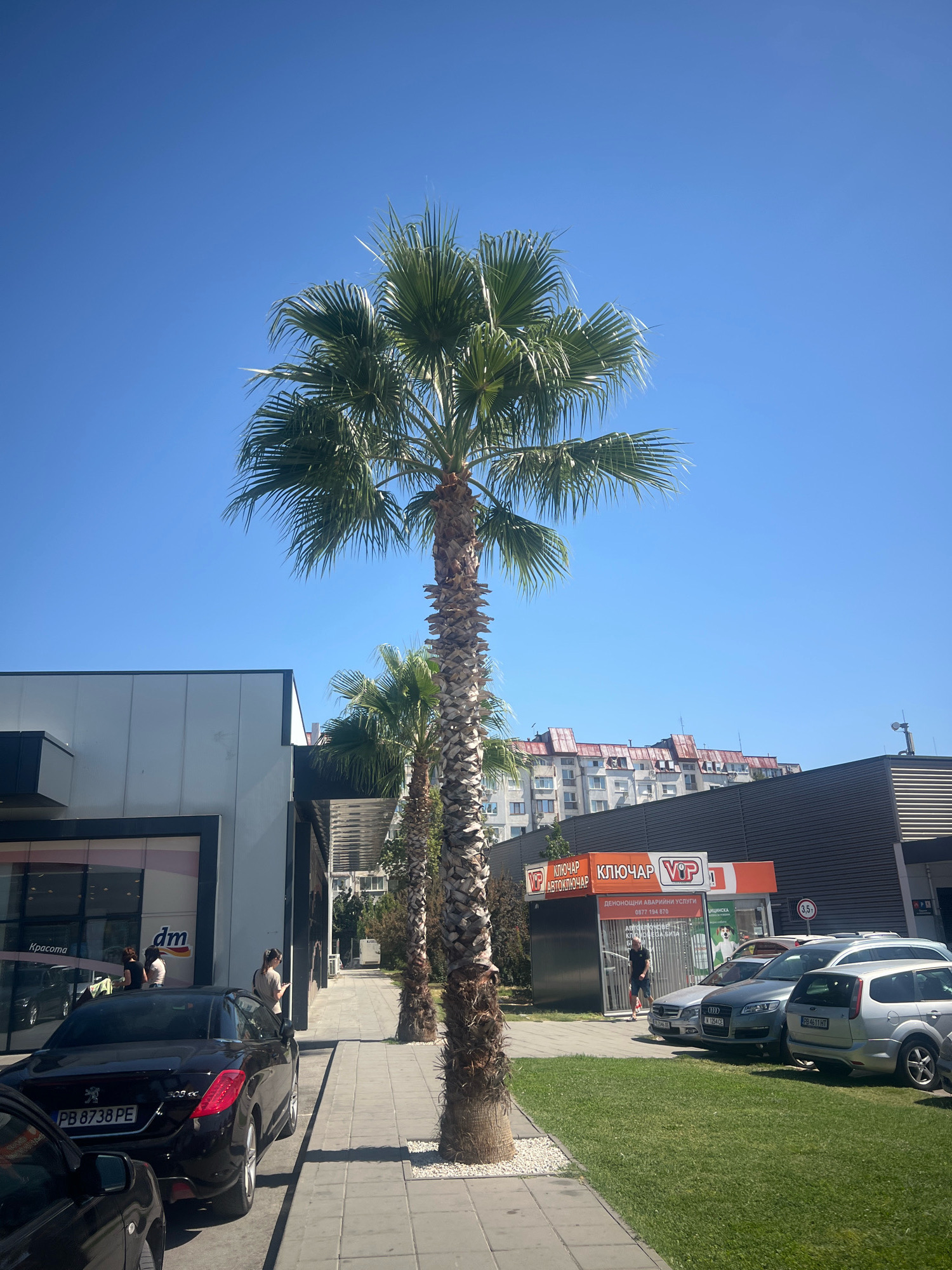 A sunny, clear blue sky dominates the upper portion of the image. In the foreground, a tall palm tree with a rough, textured trunk and a full crown of green fronds stands centrally. To the left of the palm tree is a modern building with a white facade, a dark roofline, and large glass windows. A sign on the building reads "dm" and "Красота" (Beauty in Bulgarian). A black convertible car is parked on the sidewalk in front of this building, with its license plate clearly visible as "PB 8738 PE". Another black car is partially visible in the lower left corner. Two women are standing near the entrance of the "dm" store.
To the right of the central palm tree, a row of palm trees with similar textured trunks extends into the background. Behind the palm trees on the right is a dark, modern building with an orange and white awning extending over a small kiosk. Signs on the awning read "VIP" and "КЛЮЧАР АВТОКЛЮЧАР" (Keymaker Auto-keymaker in Bulgarian). A man is standing in front of the kiosk. Several cars are parked on the asphalt in front of this building, including a silver Audi and a silver station wagon with license plate "PB 4611 HT". A grassy area with a white line marking is in front of the parked cars. In the background, a multi-story residential building with a reddish-brown tiled roof can be seen. This scene is located at the Kaufland Plovdiv retail park on "Knyaz Boris I" Blvd. in Plovdiv, Bulgaria.