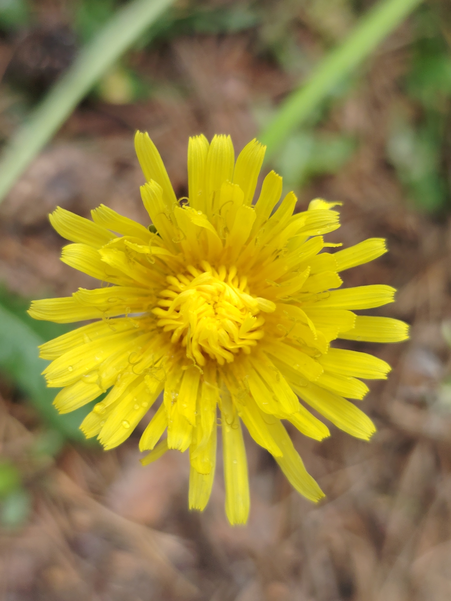 A vibrant yellow dandelion flower is captured from a top-down perspective, filling a significant portion of the frame. The flower is in full bloom, showcasing numerous bright yellow ray florets radiating outwards from a dense, intricate center of shorter, tightly packed florets. Many of the petals and the central disc bear small, clear water droplets, suggesting recent rain or morning dew.
The background is heavily blurred with a shallow depth of field, emphasizing the dandelion. It consists of muted green tones, likely from grass or other foliage, and brownish hues from earth or dried leaves. A blurred, elongated green shape diagonally traverses the upper left and middle-right of the background. The lighting appears natural and soft, highlighting the vivid yellow of the flower and the glistening water droplets. No people or visible text are present. The image depicts an outdoor natural setting, consistent with its location context in Chaikovsky, Russia.