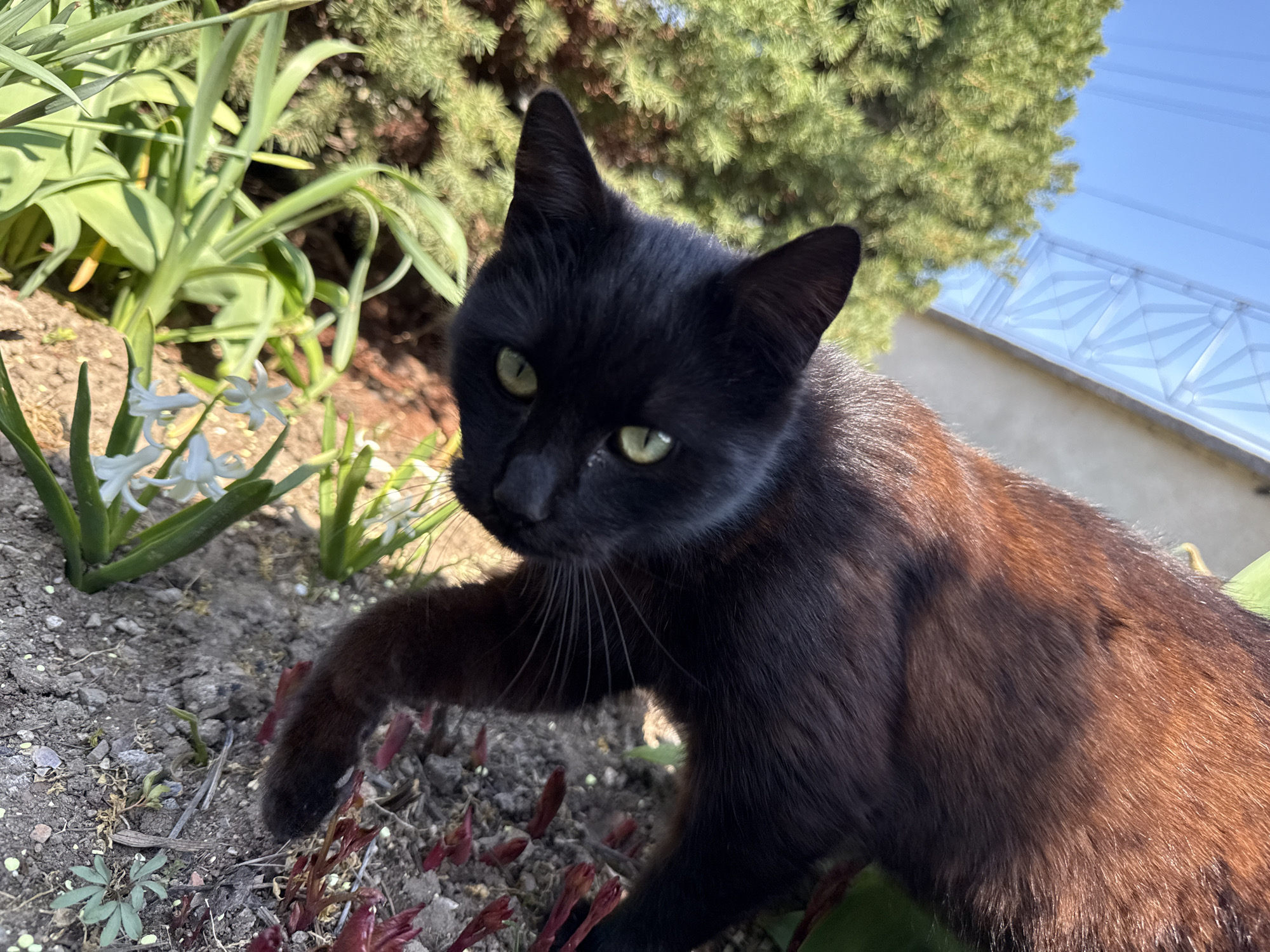 A black domestic shorthair cat is depicted in a crouching posture within a garden setting in Pirne, Bulgaria. The cat, oriented towards the viewer, extends its left front paw forward, touching dry soil. Its fur, predominantly black, exhibits reddish-brown undertones and highlights on its back and flank, indicative of direct sunlight exposure. The cat possesses prominent green eyes and visible white whiskers.
The immediate foreground consists of dark soil with small pebbles and sparse green and reddish sprouts. To the left, several white hyacinth-like flowers with green stalks are visible. Behind the cat, various green plants with elongated leaves form a dense foliage section. In the background, a large evergreen tree with needle-like leaves is present, partially obscured by the cat. Above the tree, a clear blue sky is visible, along with the upper portion of a light-colored building featuring a white wall and a light-toned railing with a geometric pattern. The scene is brightly illuminated, suggesting daytime conditions.