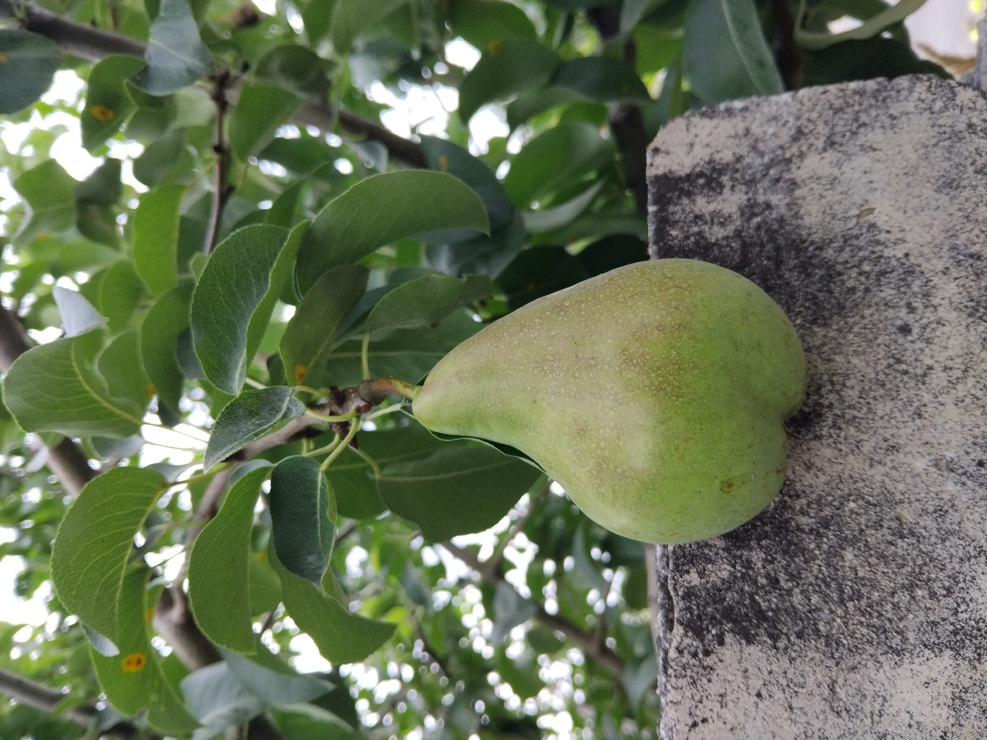 A single, ripe green pear hangs from a branch, resting on the rough, grey surface of a concrete structure. The pear is suspended in the foreground, with its wider base closer to the camera and tapering towards its stem. It exhibits a light dusting of small brown speckles across its skin. The concrete structure appears weathered and textured, with patches of lighter and darker grey. Behind the pear, lush green leaves of a tree fill the background, interspersed with bright, out-of-focus bokeh lights, suggesting dappled sunlight filtering through the foliage. The scene is framed by the branches and leaves of the tree. There are no people or animals visible in the image. The location of this image is unknown and cannot be determined to be in Zhytomyr, Ukraine, or any other specific city.