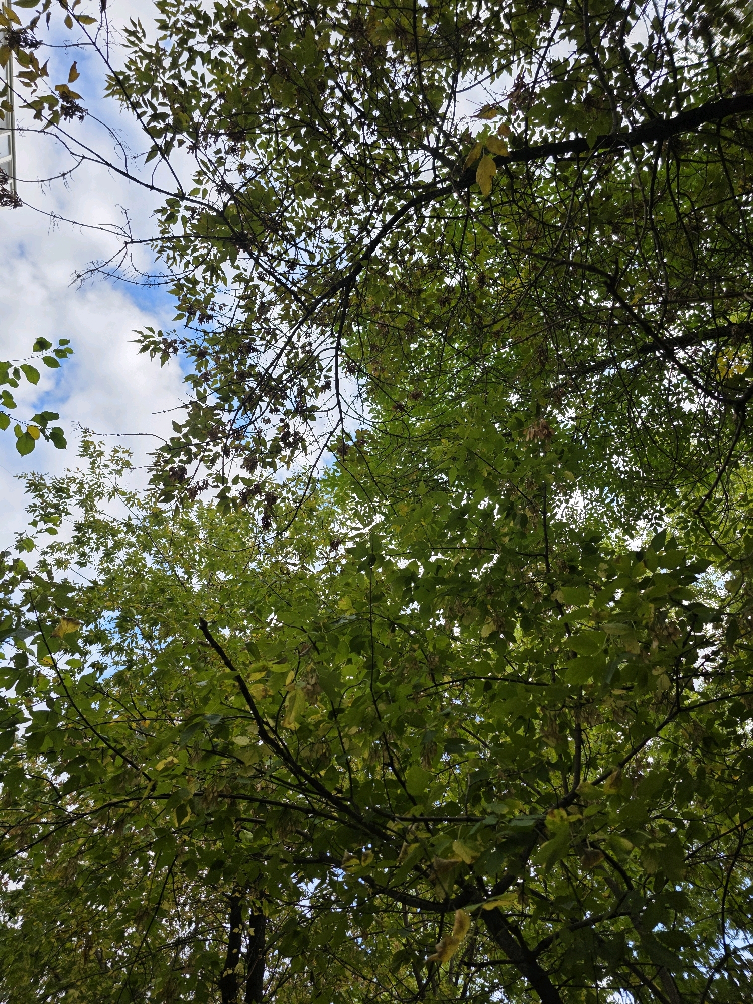 This is a low-angle, vertical shot looking up through the canopy of a deciduous tree. The leaves are predominantly green, with some showing signs of yellowing, suggesting it is autumn. The branches are dark and intricate, creating a dense network against the sky. Patches of bright blue sky with white, fluffy clouds are visible through the gaps in the foliage. There are no people, animals, or man-made structures directly depicted within the frame, other than what might be inferred as a hint of a building or structure on the far left edge of the image. The scene appears to be an outdoor natural environment. The presence of the tree and sky suggests it is a temperate climate.