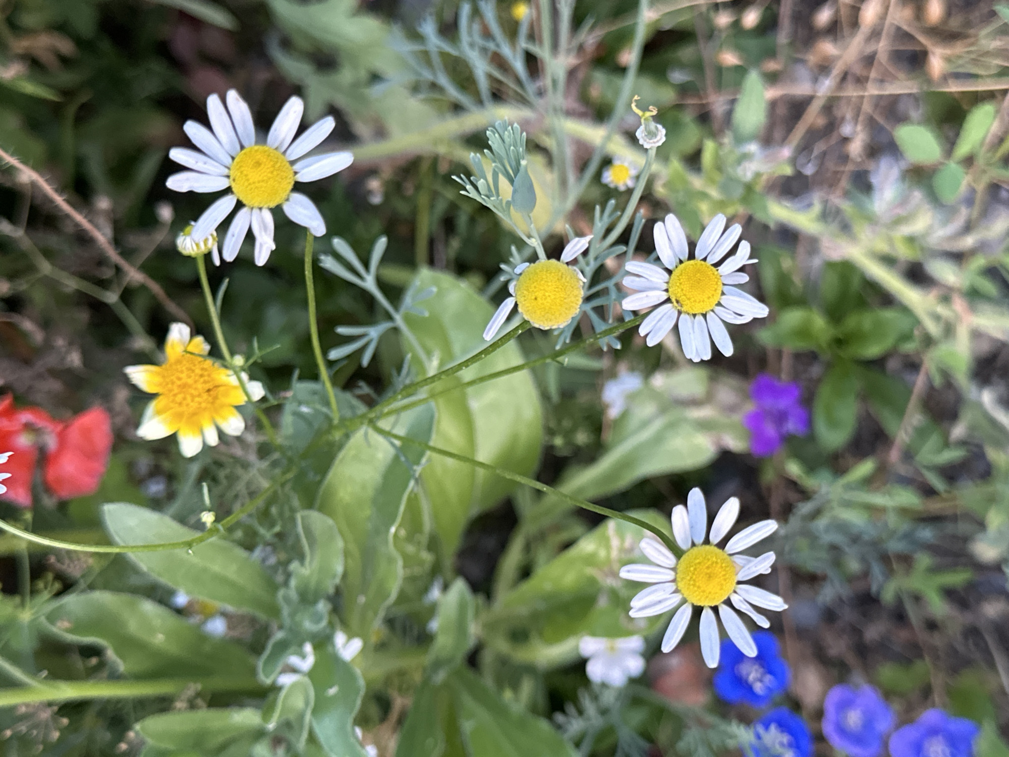 The image depicts a close-up view of a vibrant flower bed, likely in a park or garden setting in Krefeld, Germany. Several daisy-like flowers with white petals and yellow centers are prominently featured, along with a single yellow flower with elongated petals. The background consists of lush green foliage, with hints of red and purple flowers interspersed throughout. The ground beneath the flowers appears to be a mixture of soil and dried leaves or grass. The overall impression is one of natural beauty and tranquility, a peaceful scene that captures the essence of a well-maintained outdoor space in the city.