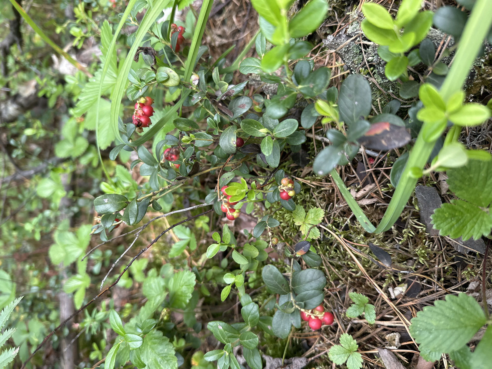 The image displays a close-up view of a forest floor, likely in or near Соколово, Russia. The primary subjects are several low-growing lingonberry bushes adorned with clusters of bright red berries. The surrounding environment consists of a carpet of moss, pine needles, dry leaves, and various other green foliage, including what appear to be wild strawberry plants with their distinctive serrated leaves. The lighting suggests it is daytime, with natural light filtering through the trees, creating soft shadows and highlighting the textures of the plants and forest floor. There are no people or animals visible in the frame, and no explicit actions or interactions are taking place. The focus is on the natural elements of the forest ecosystem.