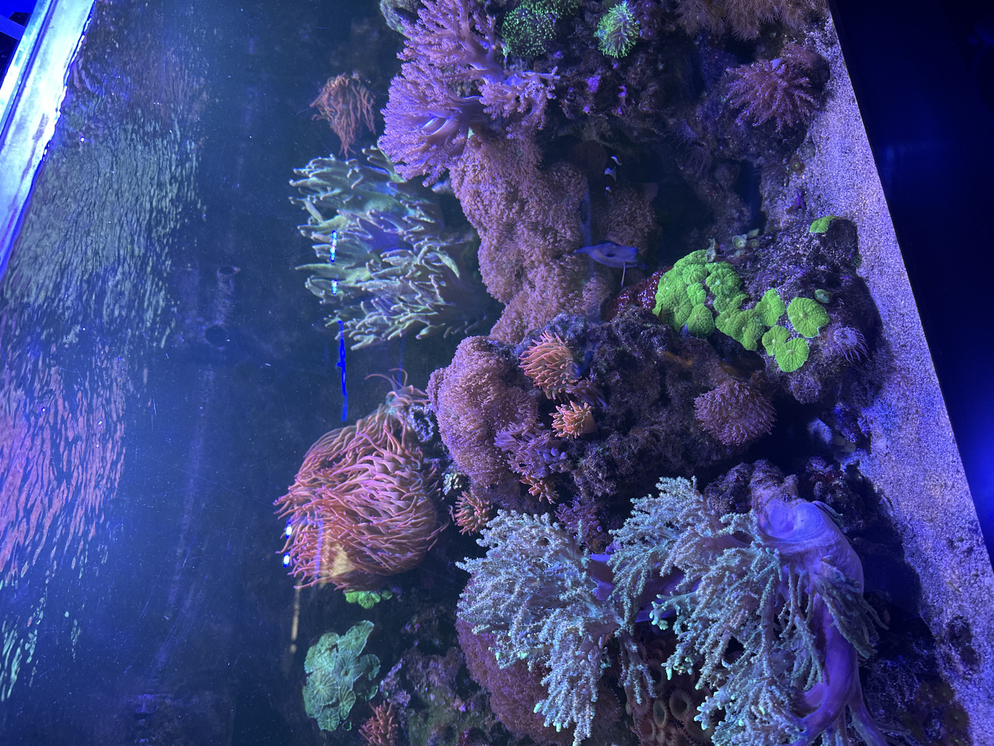 The image shows a saltwater aquarium. Inside the aquarium, there are various types of coral in shades of purple, green, and brown. Two fish are visible. The tank's water is slightly murky. The image was taken in Puebla, Mexico.