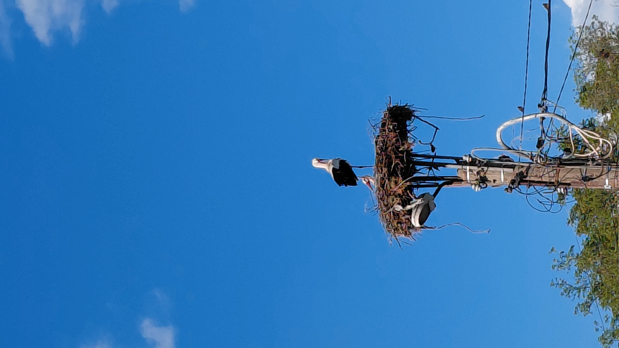The image captures a low-angle view of two storks in a large nest perched atop a utility pole against a vibrant blue sky. One stork is prominently featured on the left side of the nest, its white body and black wingtips clearly visible as it appears to look out towards the left. A second stork is partially visible within the depths of the large, intricate nest, which is constructed from numerous sticks and branches.
The utility pole, made of wood, is equipped with various electrical wires and insulators, some of which are visible extending across the frame. To the right, green foliage from a tree can be seen, partially obscuring more wires and contributing to the natural backdrop. The sky is a deep, clear blue with a few scattered, soft white clouds, indicating a bright, sunny day. No human activity or visible text is present in the frame. The scene suggests a peaceful, natural moment of birds nesting in an adapted environment.