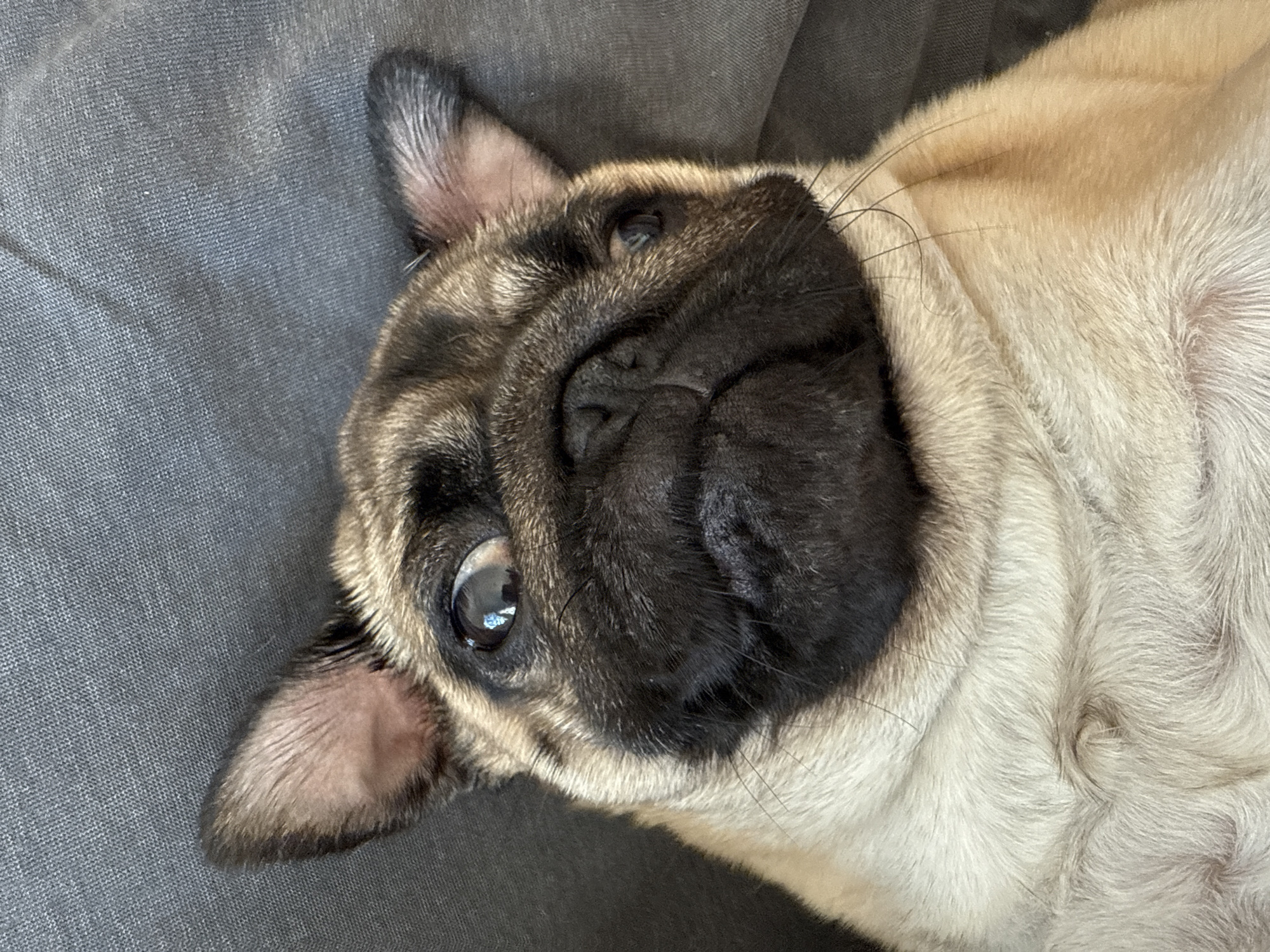 A fawn pug dog is lying on its back on a gray fabric surface. The pug has a black muzzle and wrinkly face. One eye is visible and open. The dog's ears are perked up slightly.