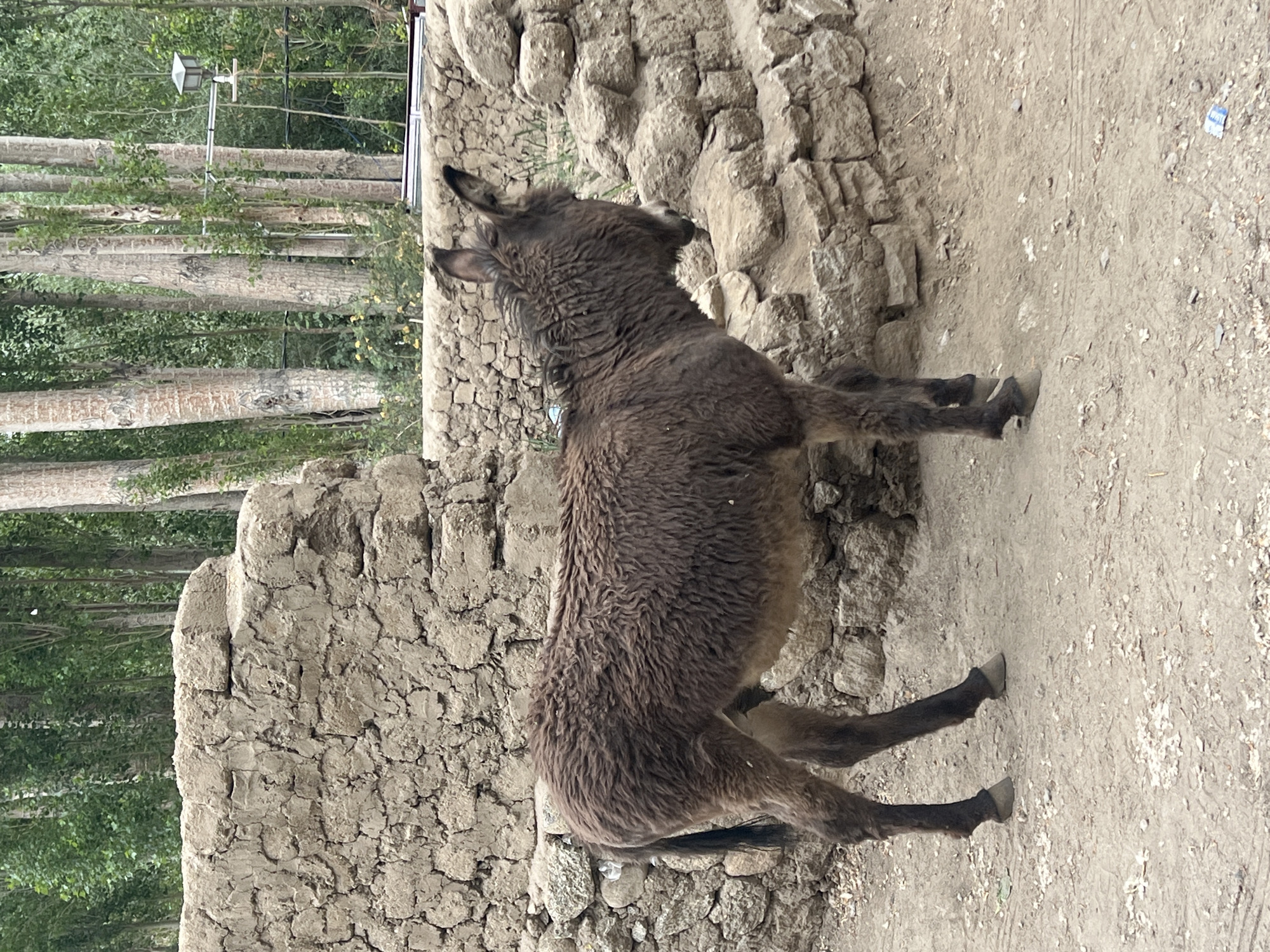 A brown donkey stands on a dirt path in Leh, India. The donkey is positioned in the center of the frame, facing right. It has a shaggy coat and large ears. Behind the donkey are two walls constructed from rough-hewn stones and mud. In the background, a line of tall trees with slender trunks and green foliage forms a backdrop. A street light fixture is visible among the trees. The ground is covered with dust and small pebbles.