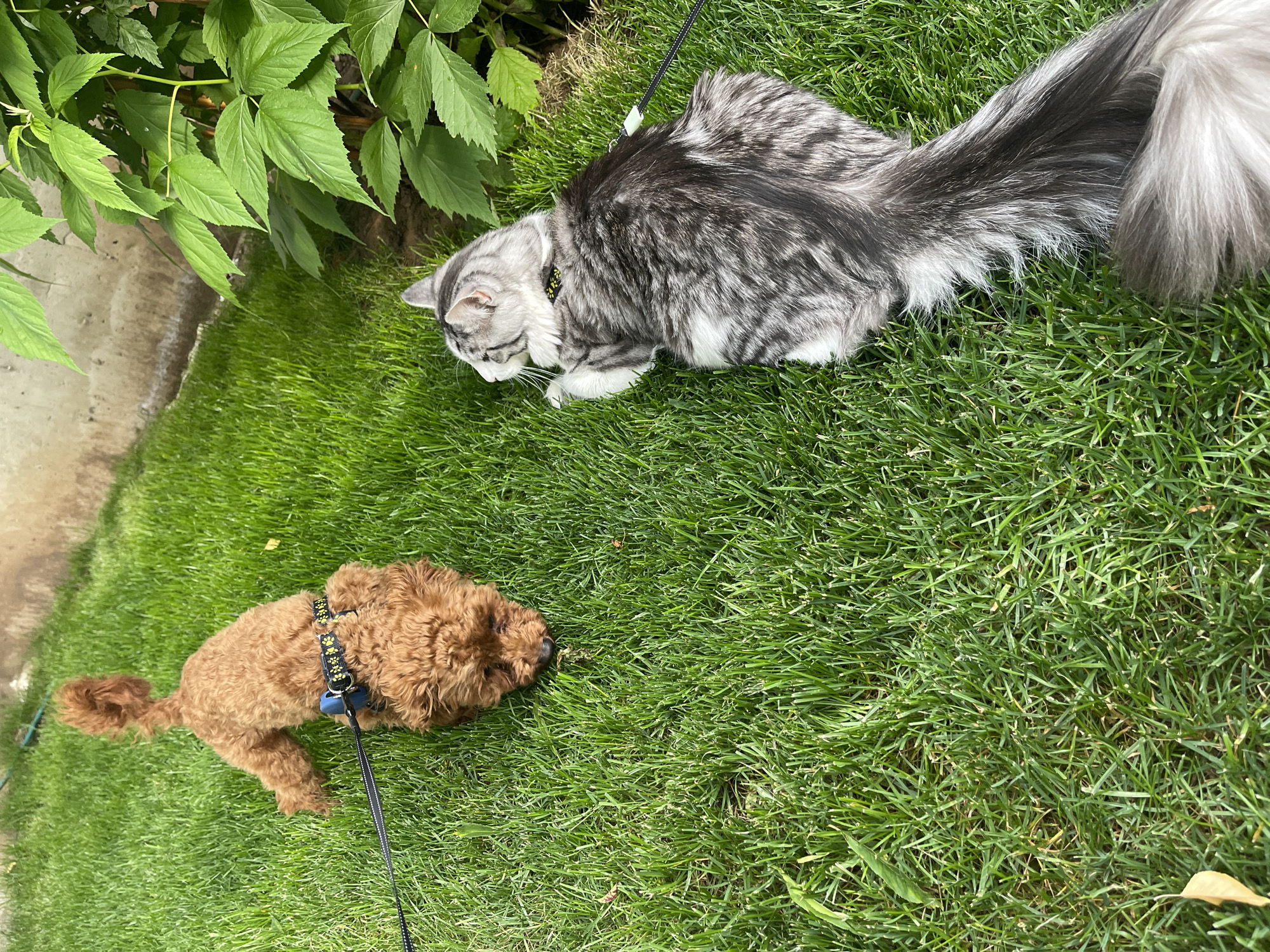A silver tabby cat with a long, fluffy tail and a brown poodle are on a grassy lawn. Both are wearing leashes and harnesses. The cat is lying down near some green foliage. The dog has its head down, sniffing the grass. The image was taken in daylight. Sofia, Bulgaria is not discernible from the image.