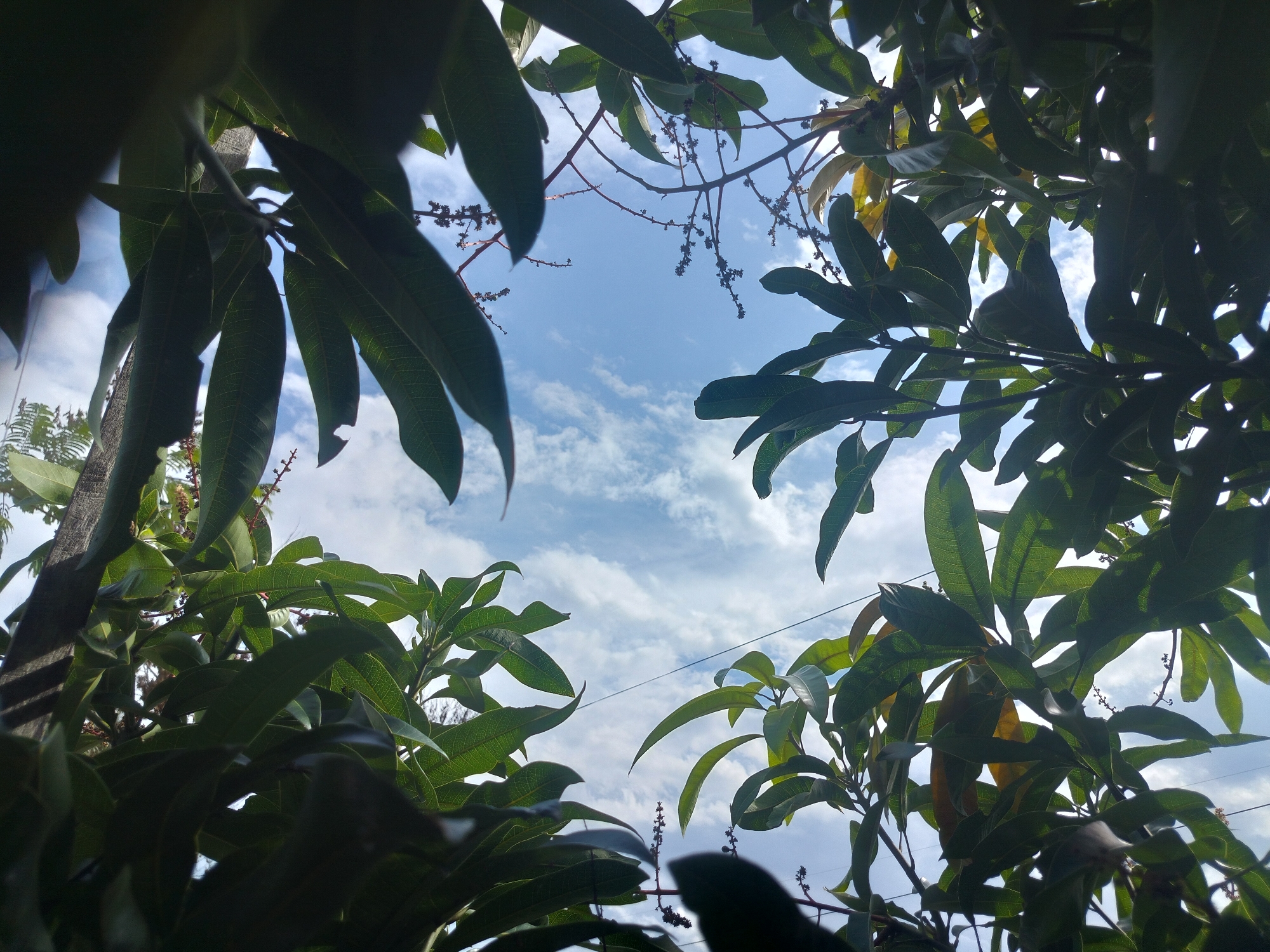 The image captures a low-angle view looking up through the canopy of a tree, likely a mango tree given the foliage and fruit development, against a bright blue sky with scattered white clouds. The leaves are predominantly green, with some showing hints of yellow, suggesting they may be younger or maturing. Thin branches with small clusters of developing fruit or flowers are visible, interspersed with the leaves. A thin black wire, possibly a power line or telephone wire, stretches horizontally across the upper right portion of the frame. The scene is outdoors, under natural daylight. No people or animals are present. The image appears to have been taken in Lembahalas, Indonesia, consistent with a tropical or subtropical environment where such trees and sky conditions are common.