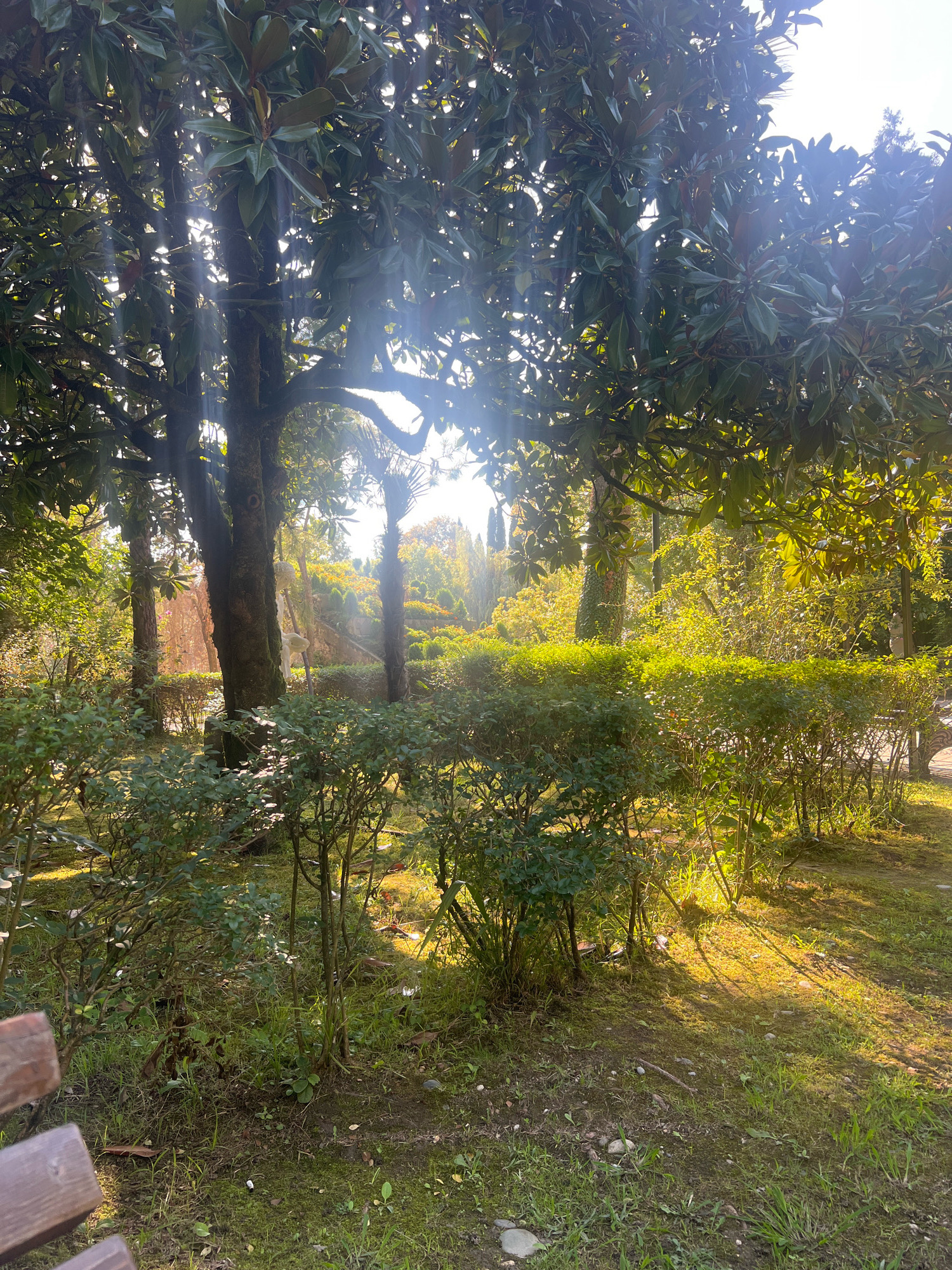 The image depicts a sun-dappled garden scene in New Athos, Abkhazia. In the foreground, a wooden park bench is partially visible on the left, with its rough wooden slats. The ground is covered in green moss and sparse grass, with scattered small stones and fallen leaves. A variety of green bushes and shrubs are densely planted, some appearing manicured as hedges, while others are more wild. Behind the foreground foliage, a large tree with dark, textured bark and broad green leaves dominates the center, with shafts of sunlight filtering through its canopy, creating visible light rays. The background reveals a lush, layered landscape of trees and manicured greenery, bathed in warm, golden light. Tall, slender trees, possibly cypresses, are visible in the distance, and further back, a gentle slope is covered with flowering shrubs in various shades of yellow and orange. The overall impression is one of a serene, well-maintained park on a bright, sunny day.
