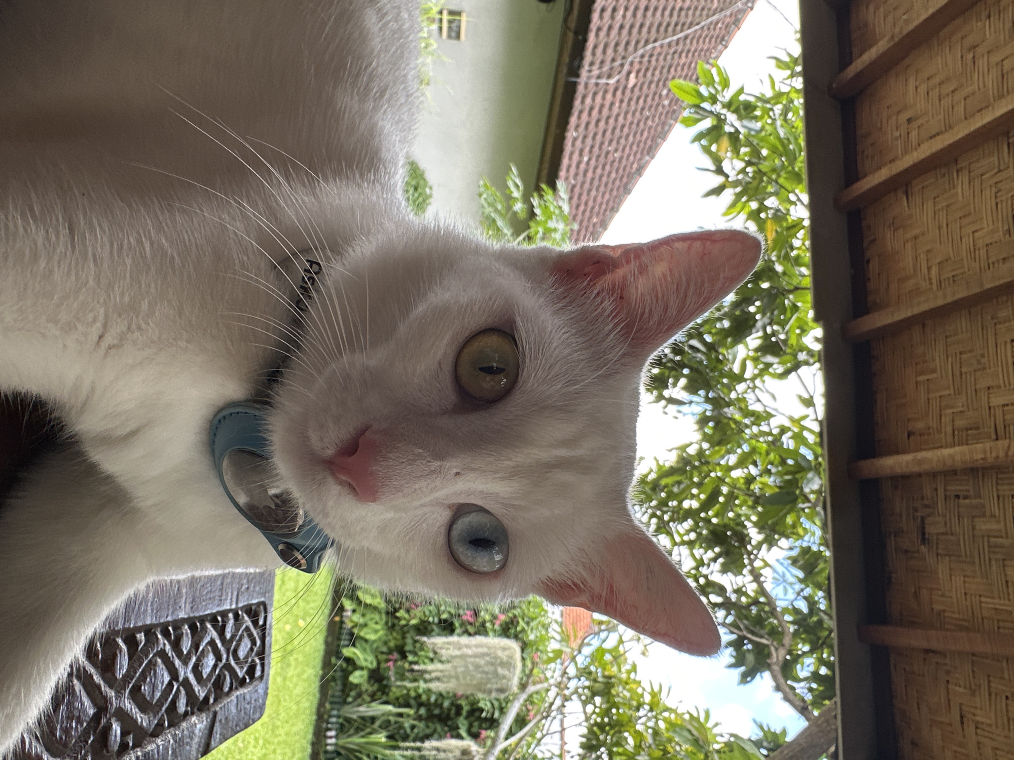 A close-up, angled view of a white cat with heterochromia (one green eye and one blue eye) wearing a blue collar, is seen in North Kuta, Indonesia. The cat is on a dark brown patterned surface. The background shows green vegetation, parts of buildings with a red-tiled roof and a light green wall, and a woven structure.