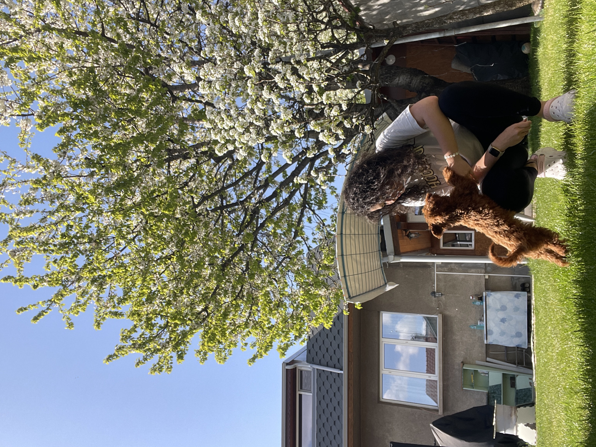 A bright, sunny outdoor scene captures a person interacting with a small, reddish-brown dog in what appears to be a backyard or garden in Sofia, Bulgaria. The person, a woman with curly brown hair, is clad in a white t-shirt, black leggings, and white Crocs, with a watch visible on her left wrist. The partial word "DOOR" can be seen on her shirt. She is bending down towards the fluffy dog, which stands on its hind legs, reaching up playfully towards her.
The upper and left parts of the image are dominated by a large tree in full bloom, adorned with countless small white flowers and vibrant green leaves against a clear blue sky, signaling springtime. To the right and in the background, a house with gray walls, white-framed windows, and an awning is visible. The windows reflect the clear blue sky and clouds. Lush green grass covers the ground, with distinct shadows indicating bright, direct sunlight. Outdoor furniture, including a table with a blue and white patterned cover, is situated near the house. The scene conveys a warm, affectionate interaction between the dog and its owner on a beautiful, clear day.